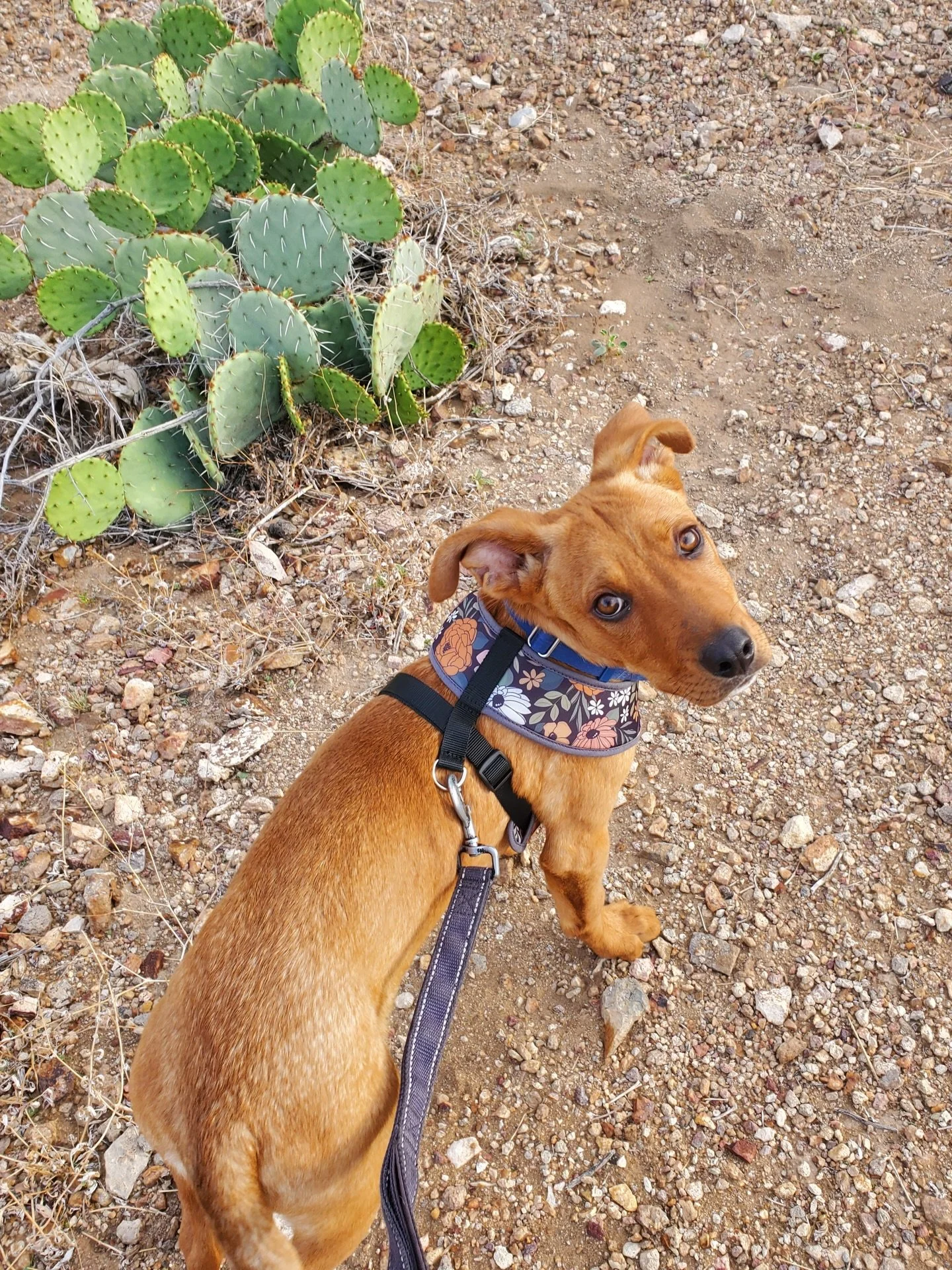 Big-eared, dog-lovin&rsquo;, super sweet Charlie is ready to take everything he&rsquo;s learned in foster into his forever family (and then keep going)! His list of skills is already long because he is a smart bud eager to hear you sing his praises. 