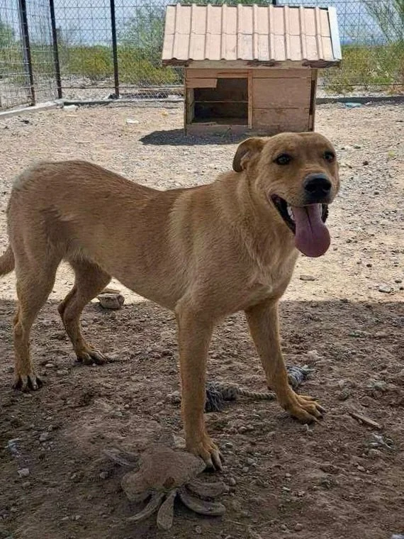 Have you been thinking about fostering but worried about getting attached? That&rsquo;s the #1 reason we hear when trying to recruit new foster homes. Fosters are the critical bridge from shelter to forever family, and Canela needs a short one! 

Our