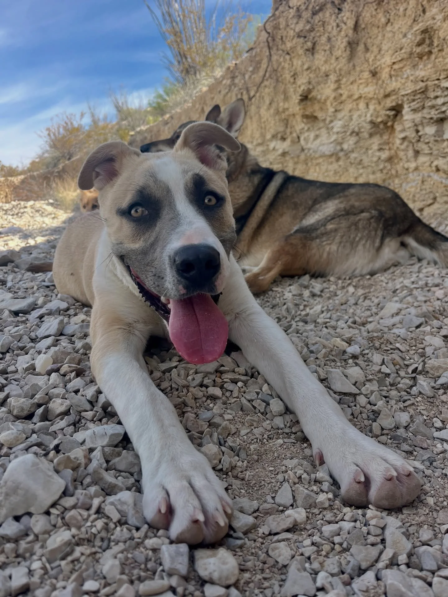 Cortez keeps smilin&rsquo; even though he hasn&rsquo;t found his forever fam yet! He&rsquo;s got lots to smile about- he&rsquo;s a beautiful, gentle dog who loves dogs, cats and adventures; he&rsquo;s got great house manners and is great on and off l