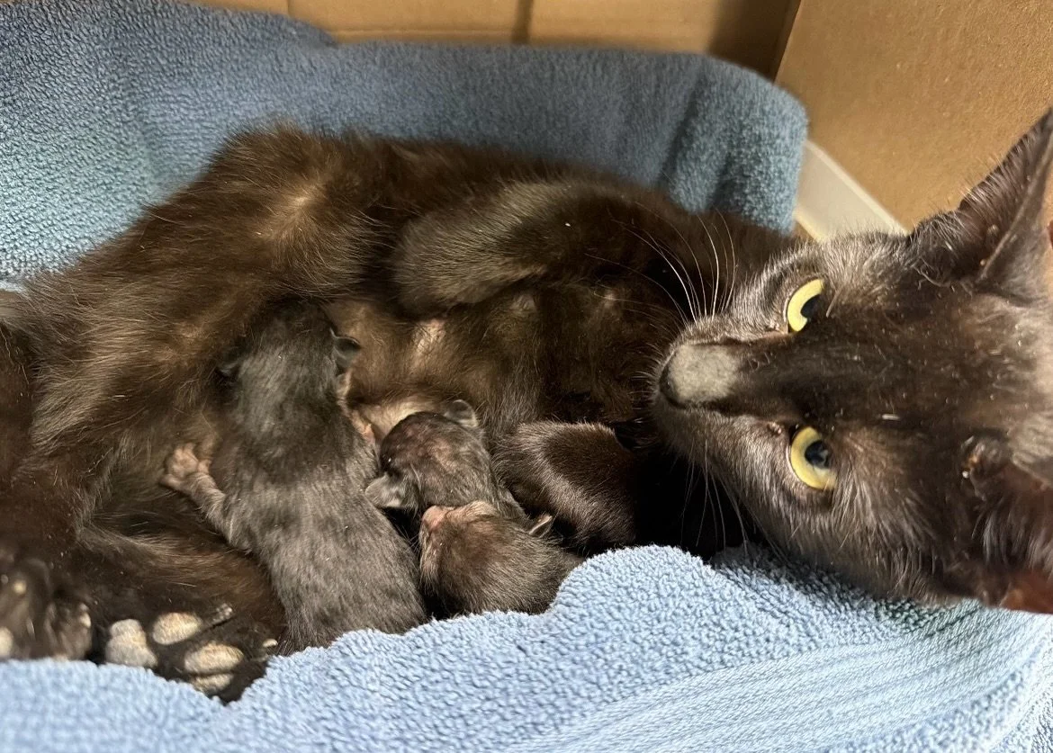 To all who mother to create, sustain and nurture life, happy day! Special shout outs to all our foster moms - all 30+ of them - and all the moms of rescued pets. Fresh off the national conference we are reminded how many woman are carrying animal wel