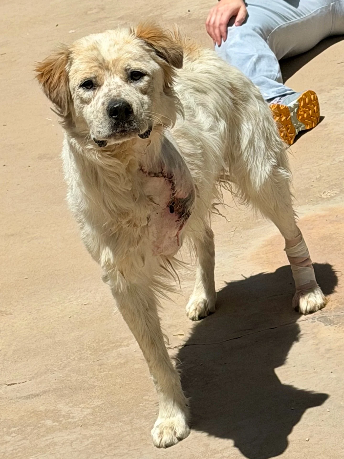 We wish Trinity&rsquo;s story started differently&hellip; and now he needs a lift to start his new chapter. Read on and swipe to follow and be a part of his journey. PLEASE NOTE: some of the photos from the vet clinic are medical in nature and may be