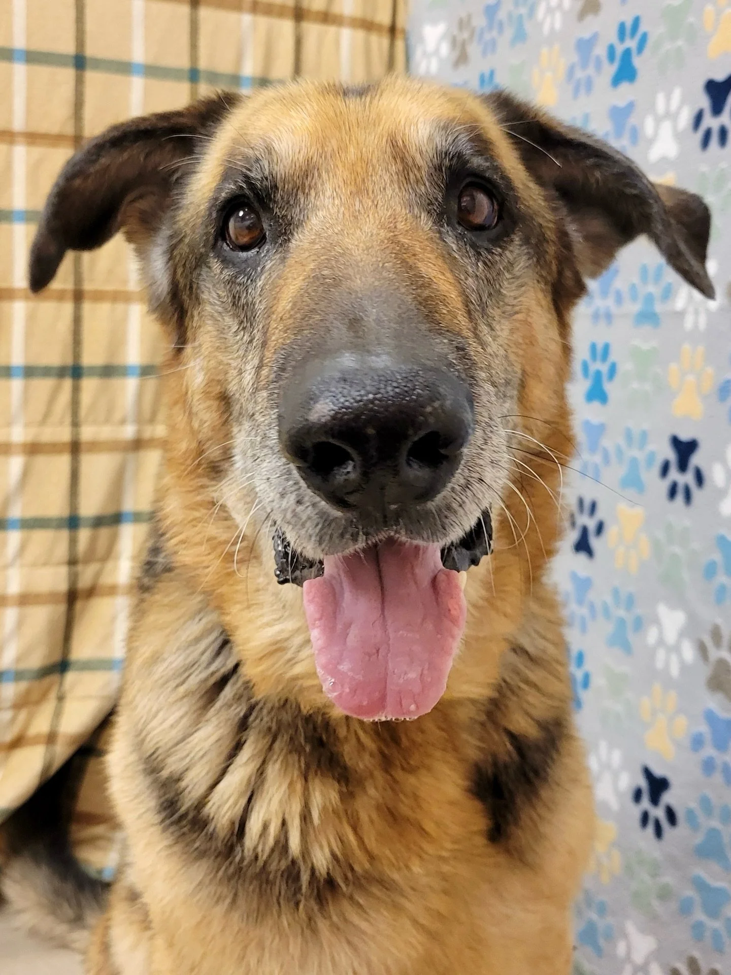 Serving distinguished gentleman energy&hellip; it&rsquo;s giving dapper&hellip; it&rsquo;s giving derp&hellip; and this weekend Roy, from the Alpine Shelter, will be sauntering into Pet Marfa giving him a better shot at meeting his humans and living 