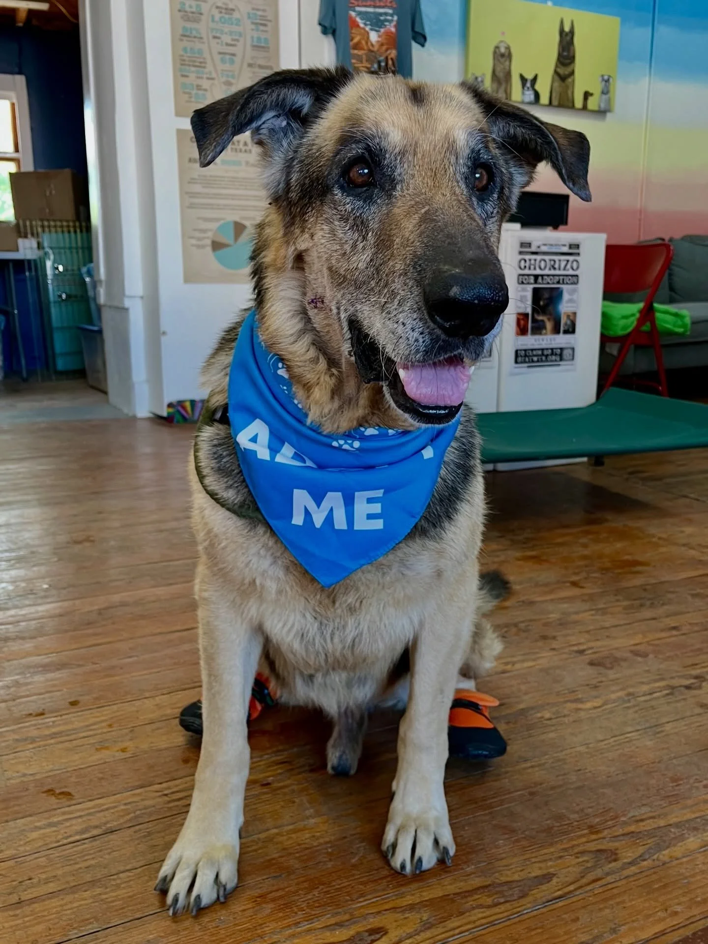 This dapper gentleman (and his snazzy booties) is still at Pet Marfa waiting to meet you!! Roy&rsquo;s a wobbly old guy that could really use a foster (maybe a foster to adopt) to spend his days in comfort, in his preferred spot, near a human compani
