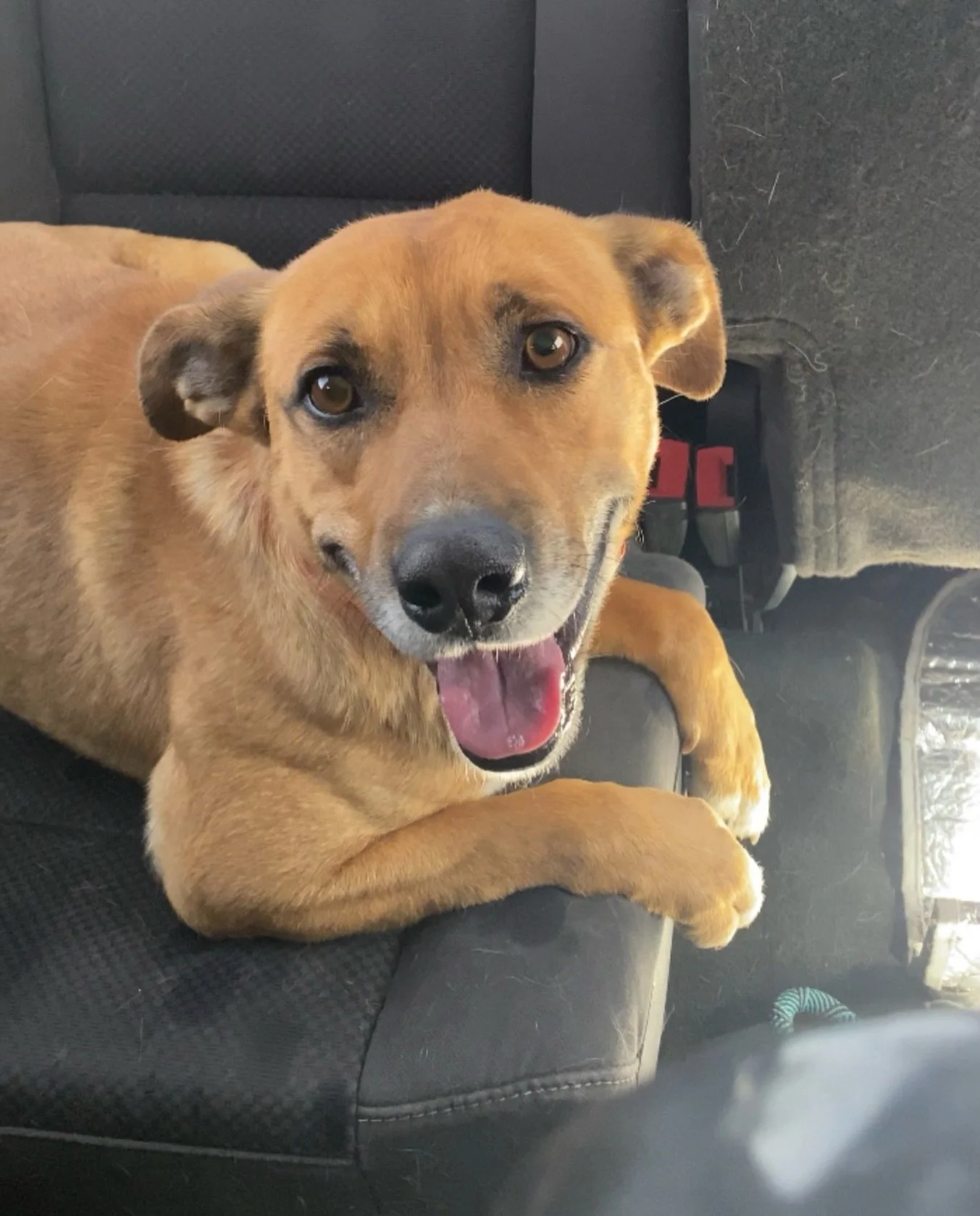 Sheriff is the gentlest lawman west of the Pecos, and he&rsquo;s looking for a place to set his badge down and worry only about the things that matter most- loving family, wet showers (buddy loves a pool or sprinkler), and a special blend of being le