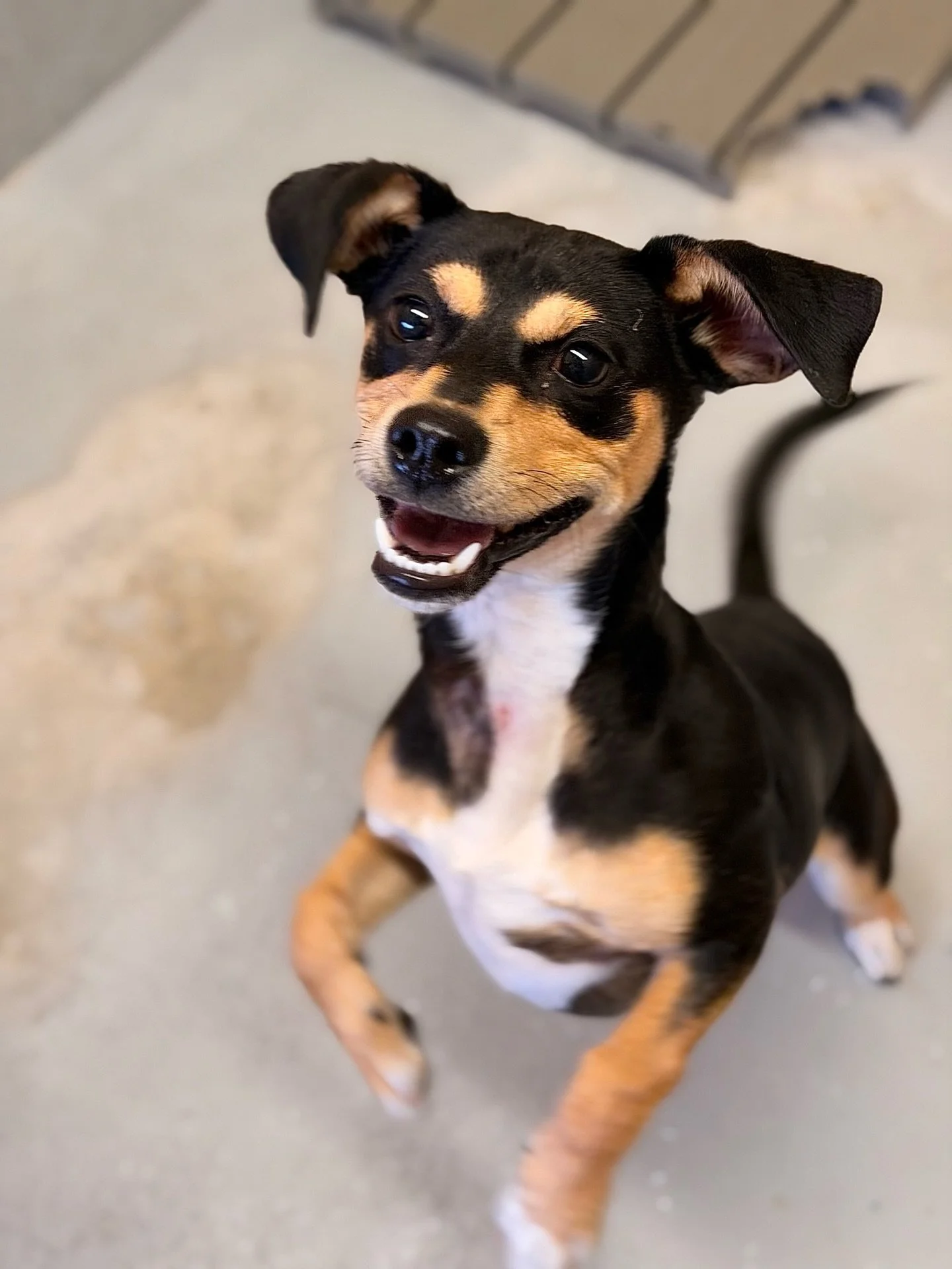 Meet Rockstar and Ruffs, two adoptable Pecos Shelter pups making their way to Pet Marfa this Friday&hellip; saving you a nearly 2 hour drive to meet these two cuties!

They&rsquo;ve been paling around in the shelter together but this duo gets a big b
