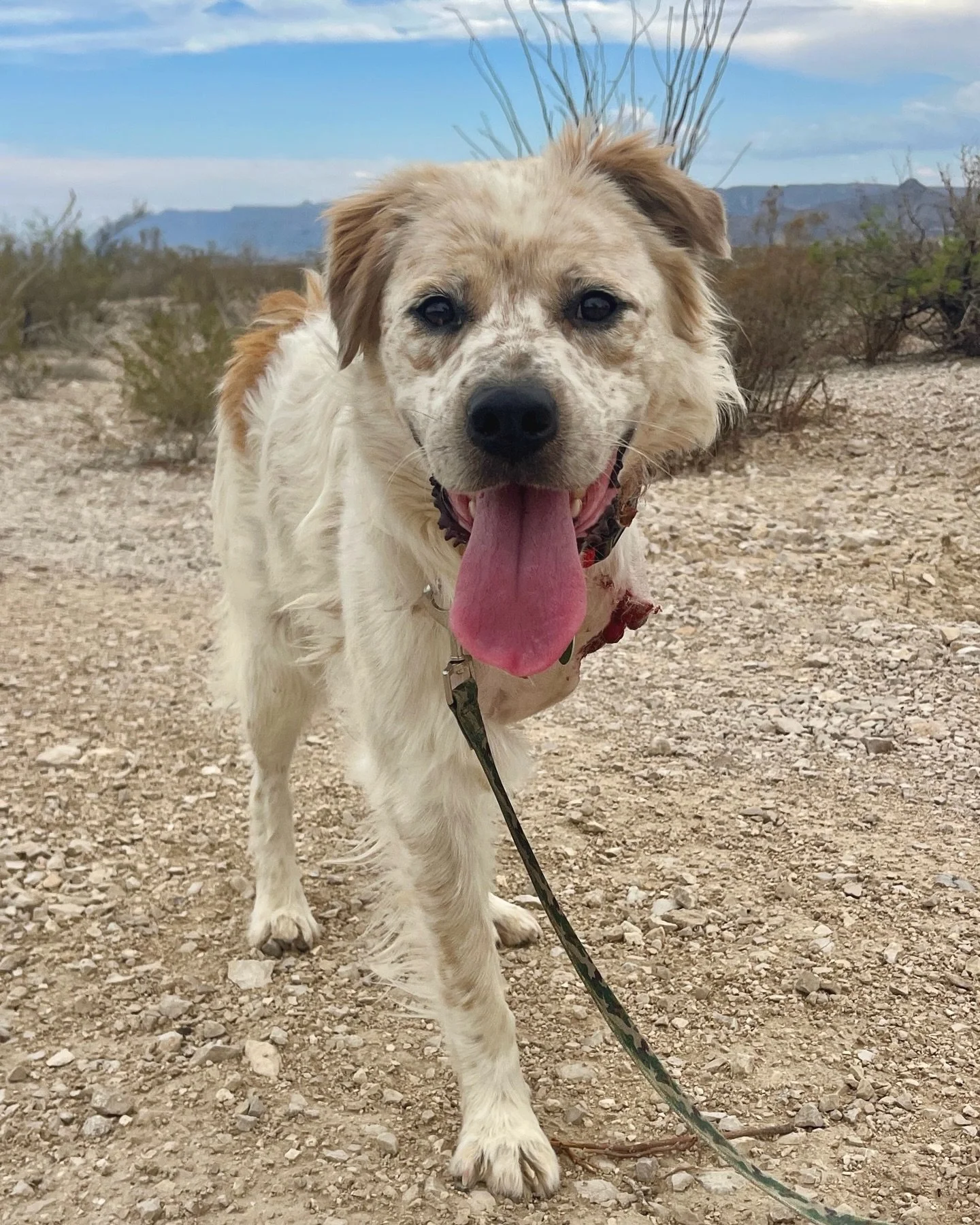 Trinity has made it to foster, and while his personality is no stress, just vibes, the humans caring for him (including his veterinarian team) are a bit stressed about how his amputation wound is healing&hellip; or not healing.

Trinity is one step c