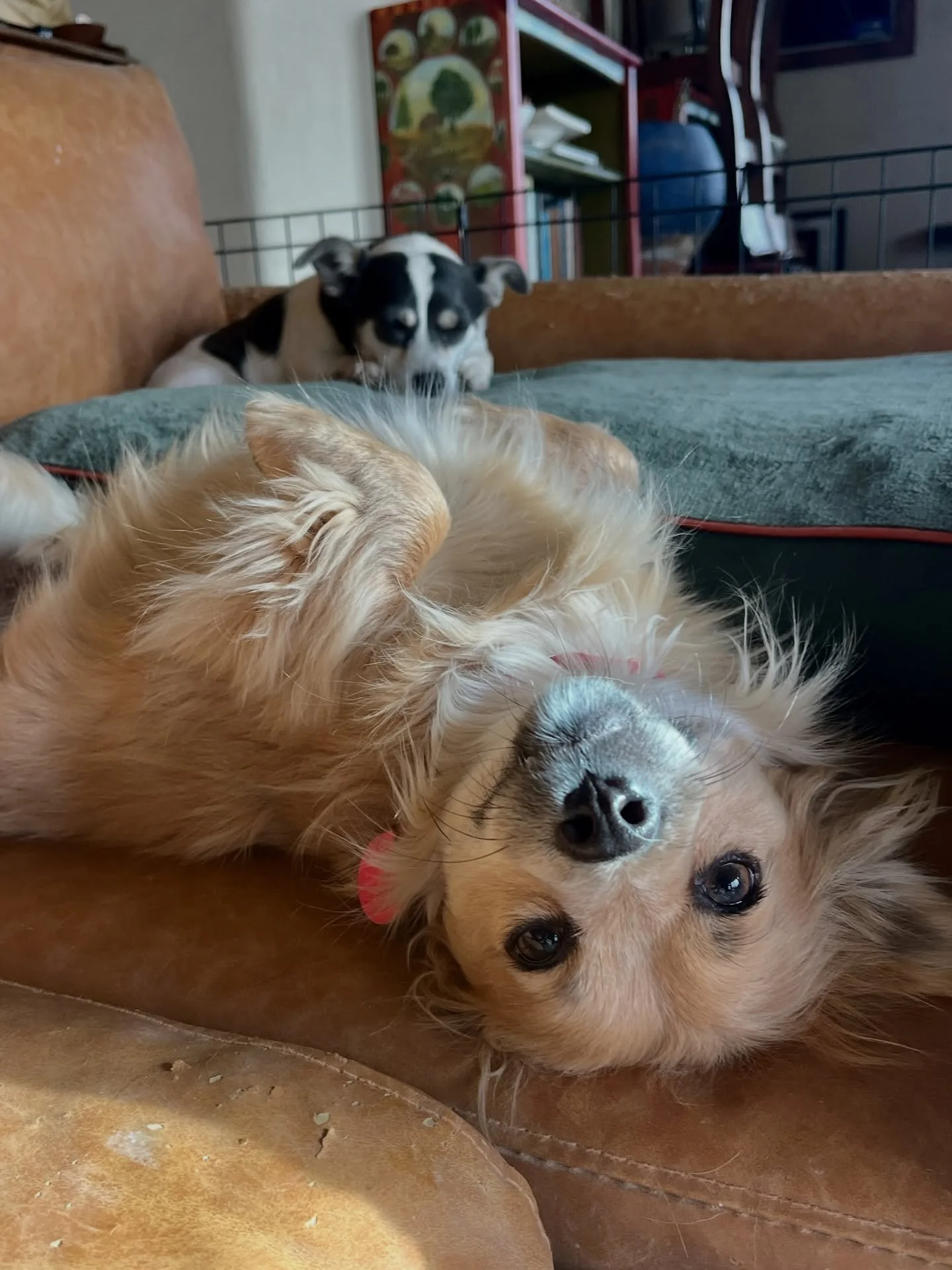 Did we ever think we&rsquo;d see Apple on his back, asking for belly rubs? Of course we did! We thought it might take longer, but that special tincture of time, patience, and gentleness worked its magic like it usually does. Of course, letting Apple 