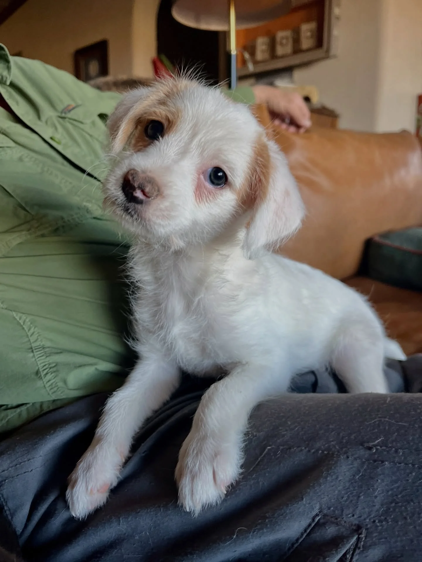 Tomorrow our little softball team turns 9 weeks old, which means time is flying - and they&rsquo;ve been in our care since they were just days old! Bunting, Popfly, Grounded, Slider and Steal have had the benefit of expert parenting (more on Mama Mit
