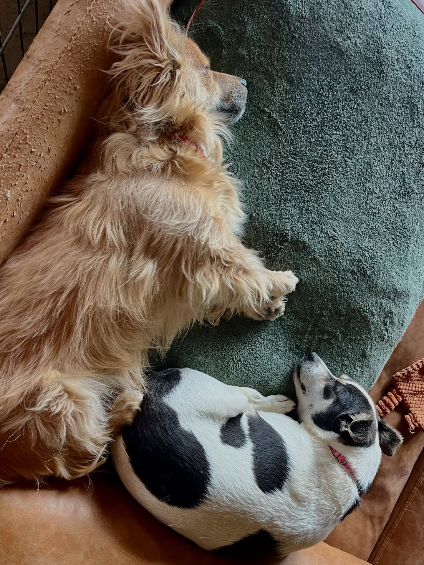 BIG NUMBER ALERT!! Tonight Apple and Empire are but two of 5️⃣5️⃣ pets settled in to foster homes!! We understand if you need to read that twice!! An incredible 44 dogs and 11 cats are safe, happy, enriched, getting meds if they need them, sleeping o