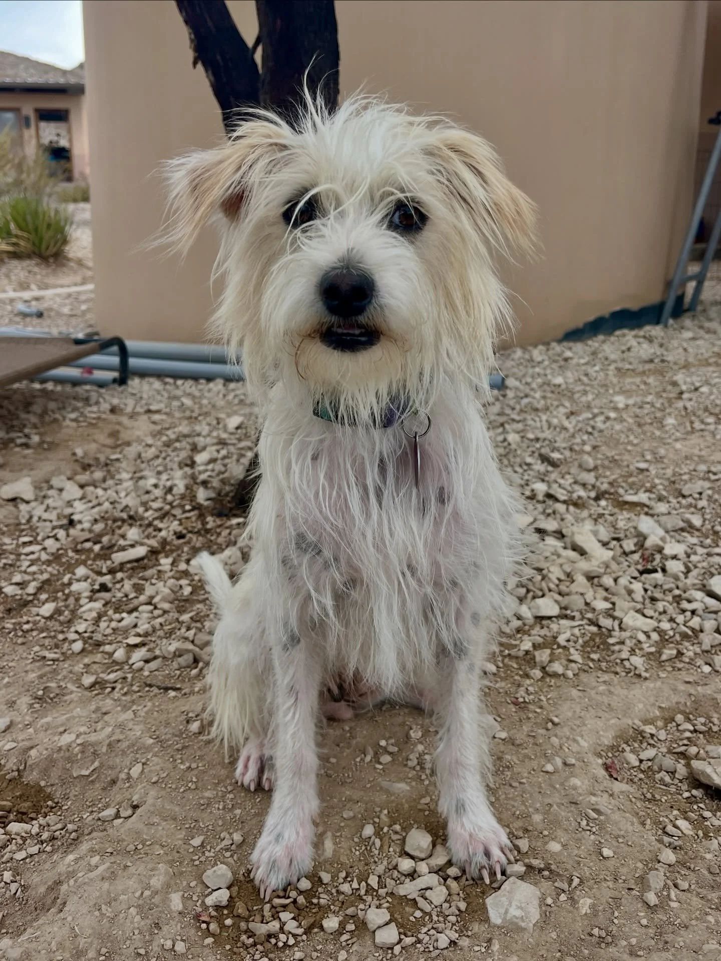 No cloudy day can dim Mitt&rsquo;s bright light! This one year old terrier mix has been an incredible mom to the softball team litter and now that her work raising them is done, she&rsquo;s all about the rewards of a good life. 

Mitt is quiet, dog a