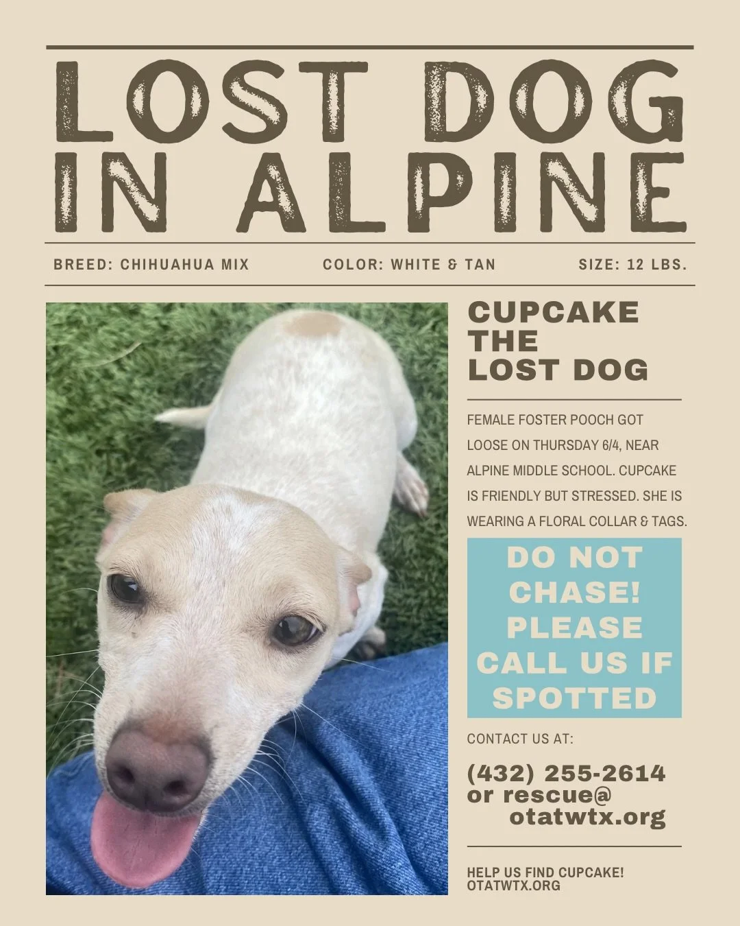 LOST DOG! Cupcake was on her way to foster in Alpine, today (Thursday, 6/4) at 4pm, when something spooked her in transfer (transfer days are full of big changes) near the Alpine Middle School. Alpine Animal Services has been alerted. 

Cupcake, is a