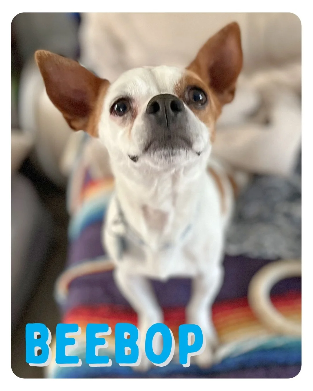 This week at @petmarfa , our Adoption Center (and so much more), meet adoptable @otatwtx pets BeeBop and Daisy! Pet Marfa is also kicking off our new Summer Hours, Friday-Monday 12:00 noon to 6:00 pm. Yes, something in Marfa will be open on Monday!! 