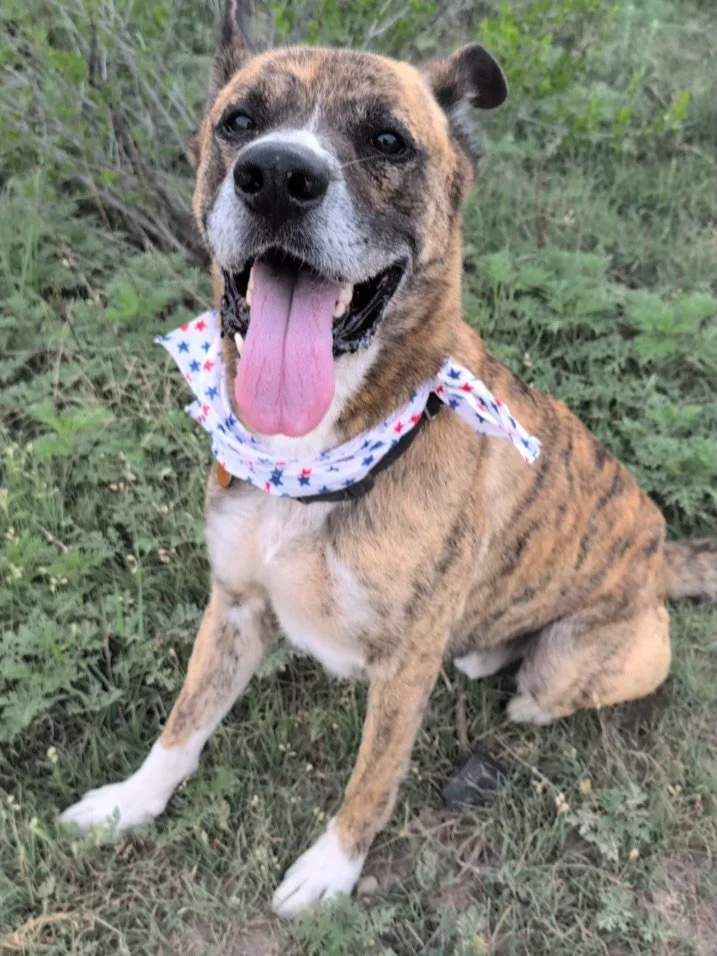 🎉 Feelgood Friday! Namir (now going by Tigger) is celebrating his 2-months-in-foster anniversary today! After spending 276 days in the Alpine Shelter fighting an infection that was exacerbated by the high stress and low sleep of shelter life, we are