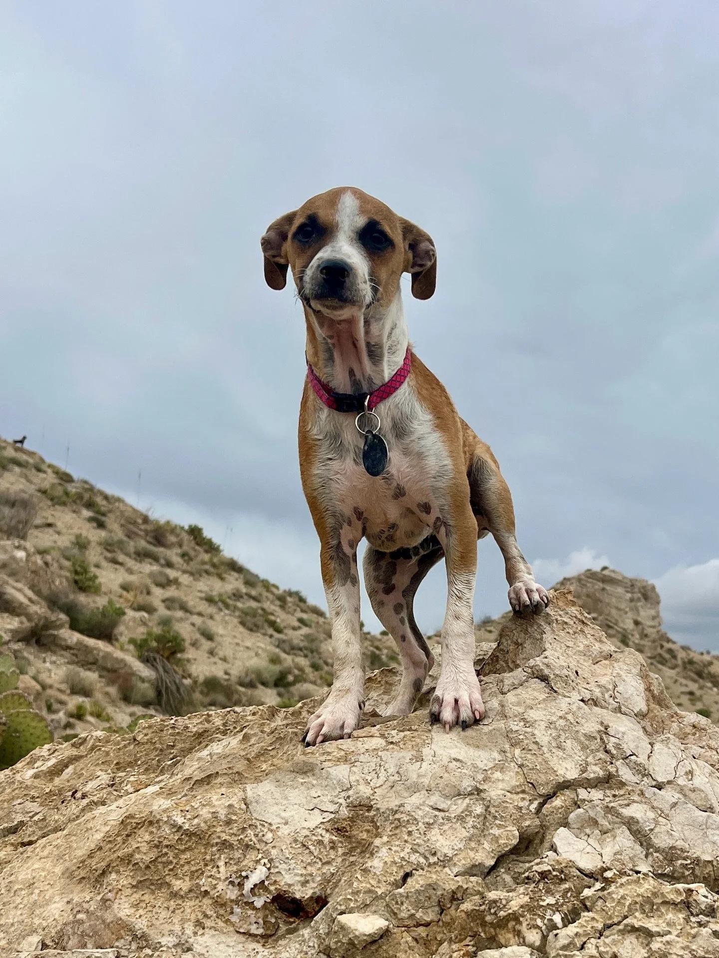This little cub is surveying the kingdom, wondering where his home is? Val is a 16 week old stripy, splotchy, spotty mix of something small breed, neutered, fully vax&rsquo;d, chipped, and an incredible dog to boot! He&rsquo;s cat, dog, and kid-confi