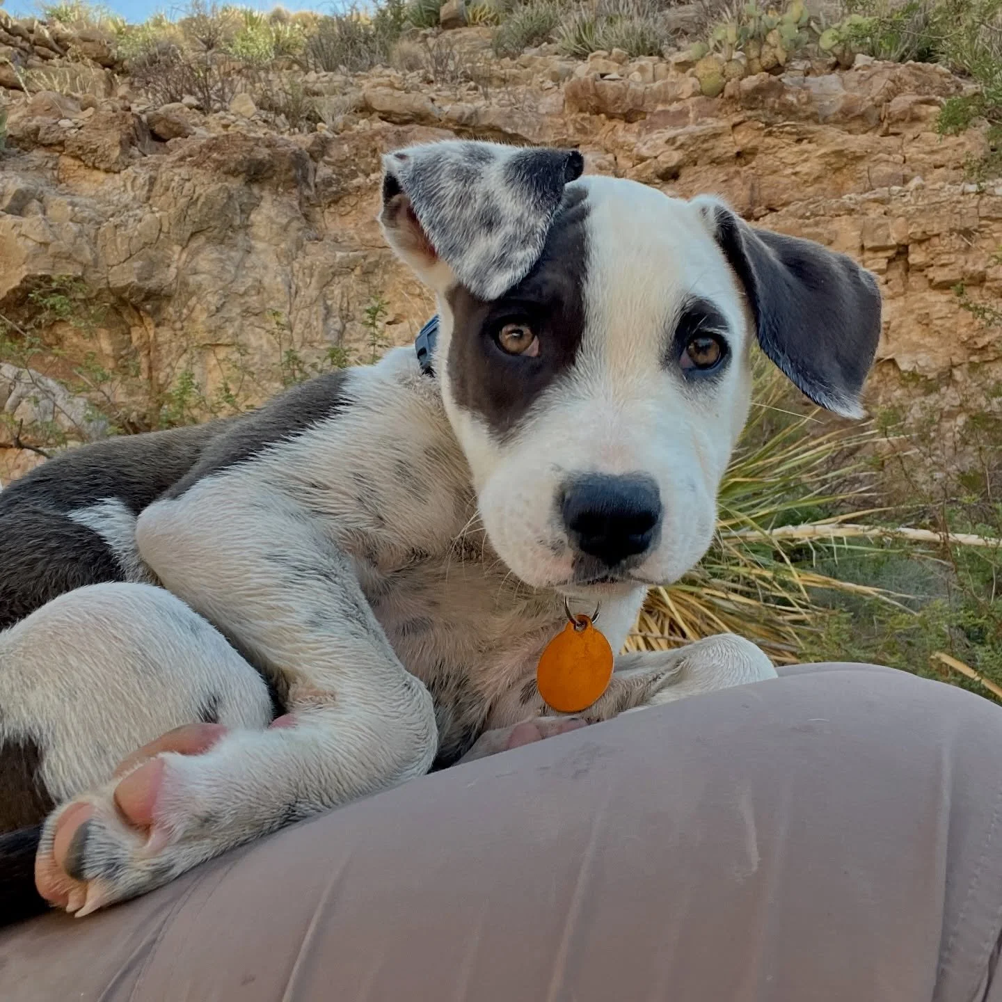 No question that summer is here, and we are having a fling with Fling that we 10/10 recommend. Someone should have a forever with him. ❤️

Fling is 3 months old, 21 lbs, and precious as the day is long. He&rsquo;s adoptable! 

#otatwtx
#onetailatatim