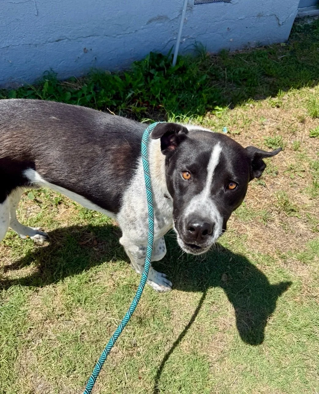 This is the face Otis makes when he catches word that no one has raised their hand to foster him yet! So confused! (He has other faces, all super cute, swipe ➡️ to see)!

This big bear loves affection, treats, outside time and other dogs. He&rsquo;s 