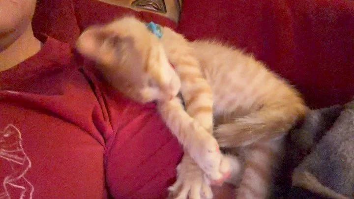 Booger, our improbable little survivor kitty, is making the most of his saved life: snuggling hard, bossing everyone around, and looking so dang cute. The personality in this kitten is off the charts! Who&rsquo;s ready to surrender their life to 3 lb