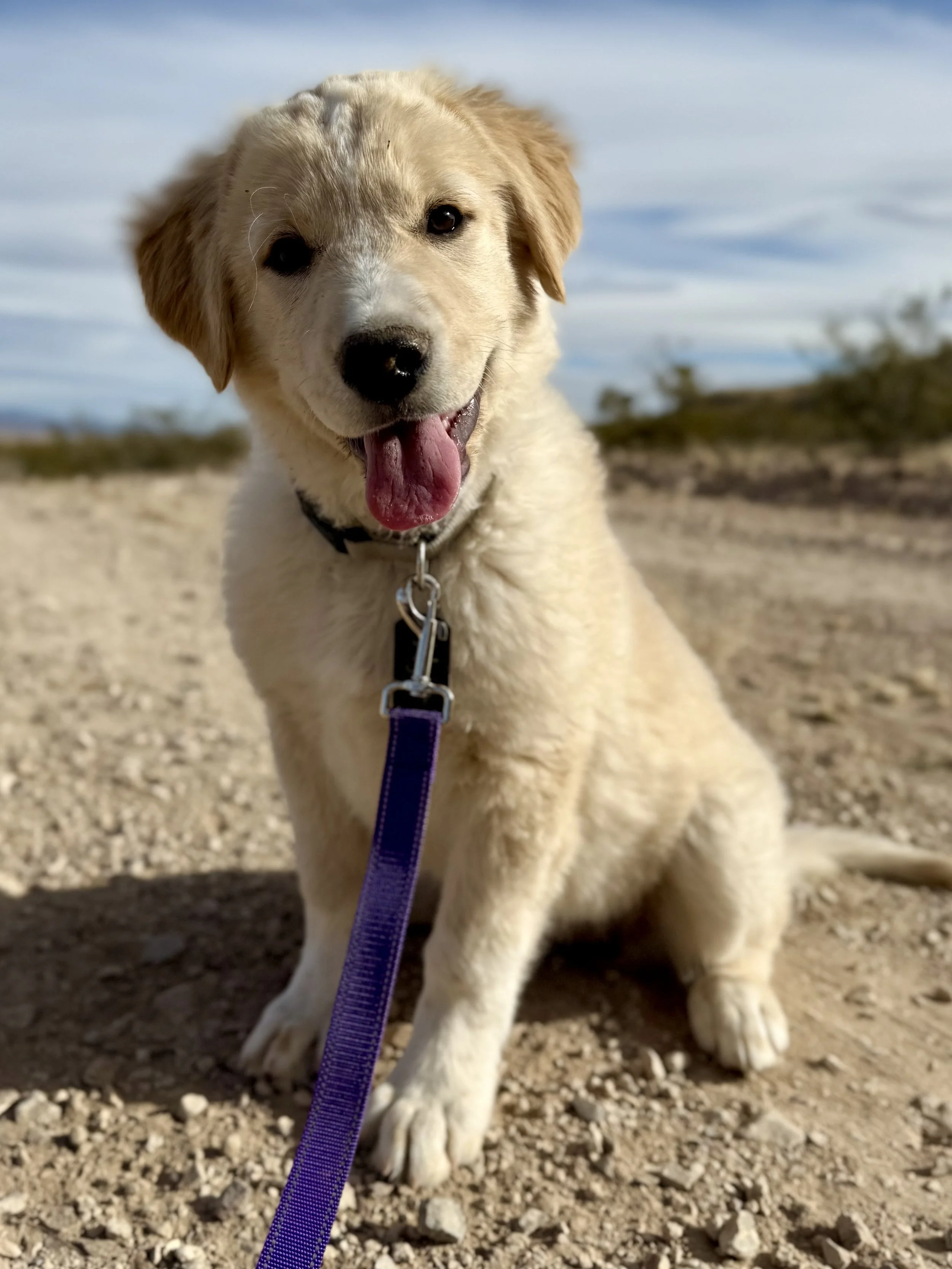 Cute Rescue Puppy Sitting in West Texas Desert