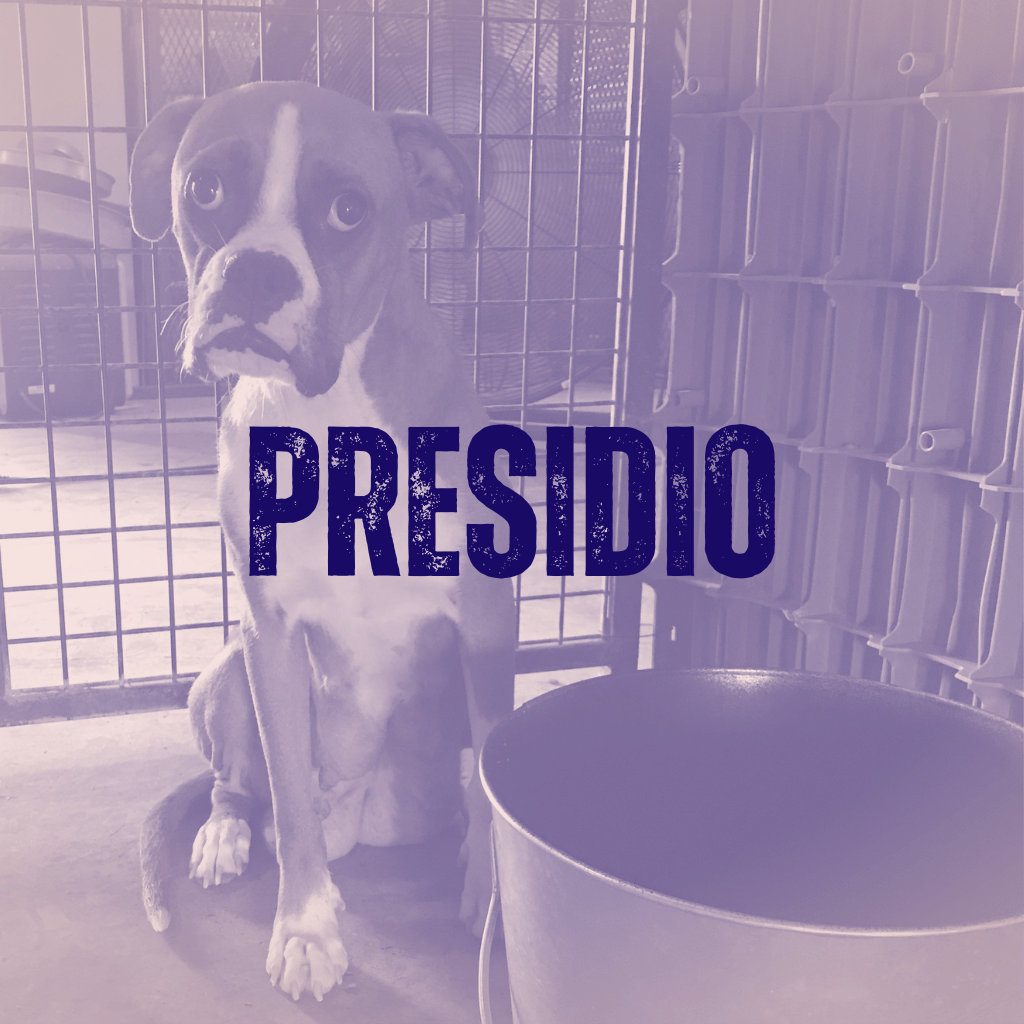 Sit for Presidio Animal Shelter Pets