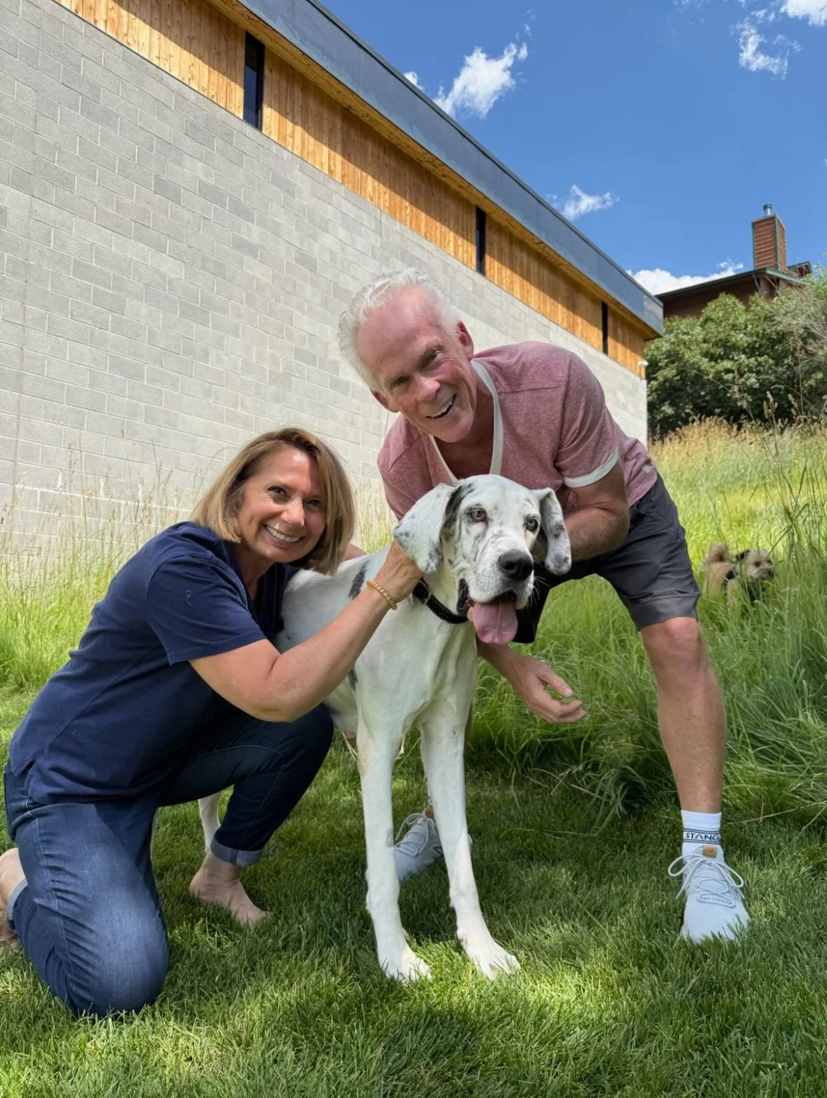 Maeve, at home in Milton, MA (through the Animal Adoption Center)