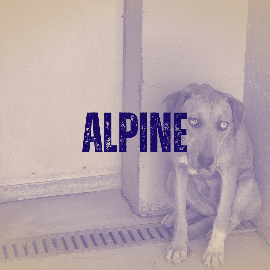 Sit for Alpine Animal Shelter Pets