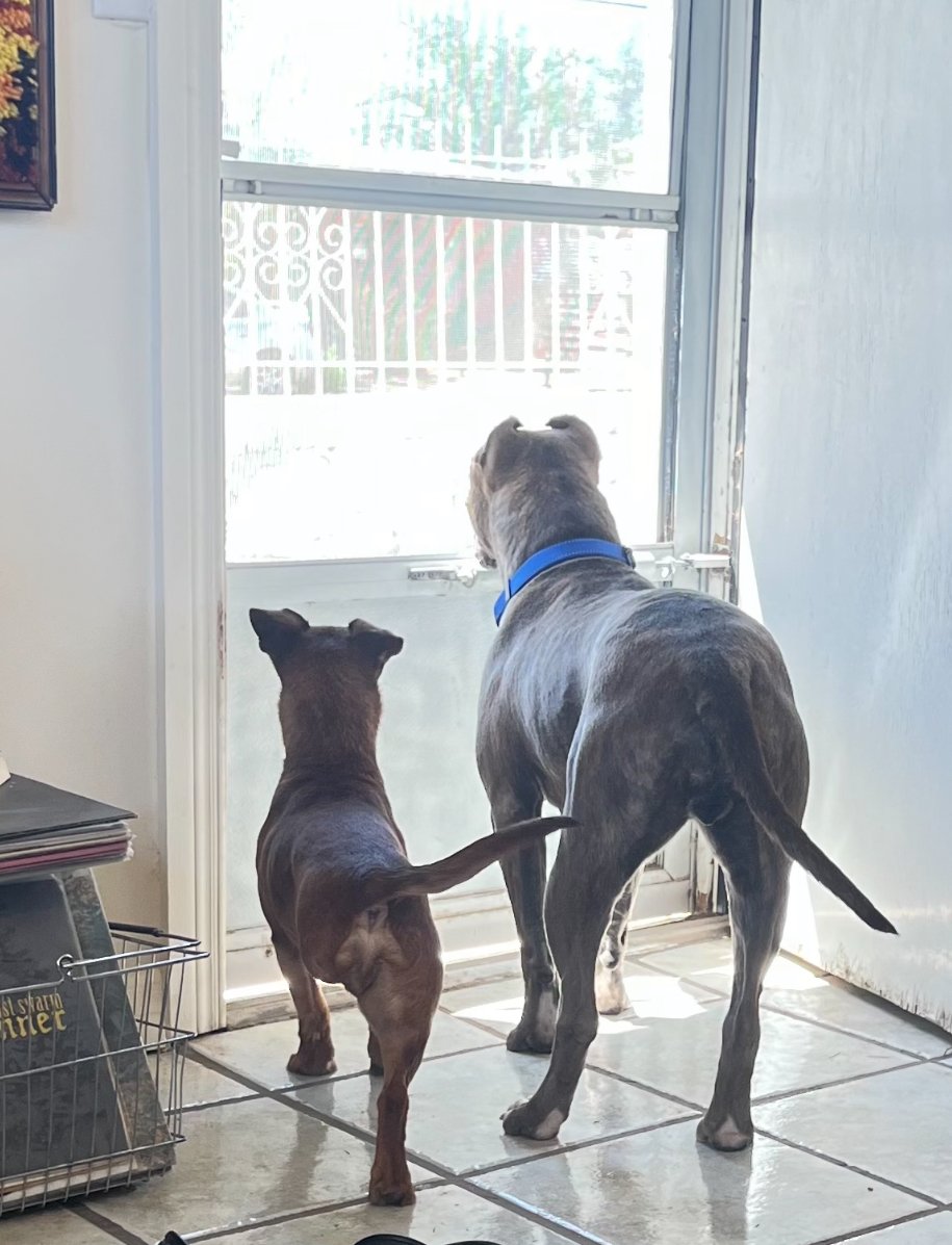 Xena, at home in Marfa, TX (through OTAT-West Texas)
