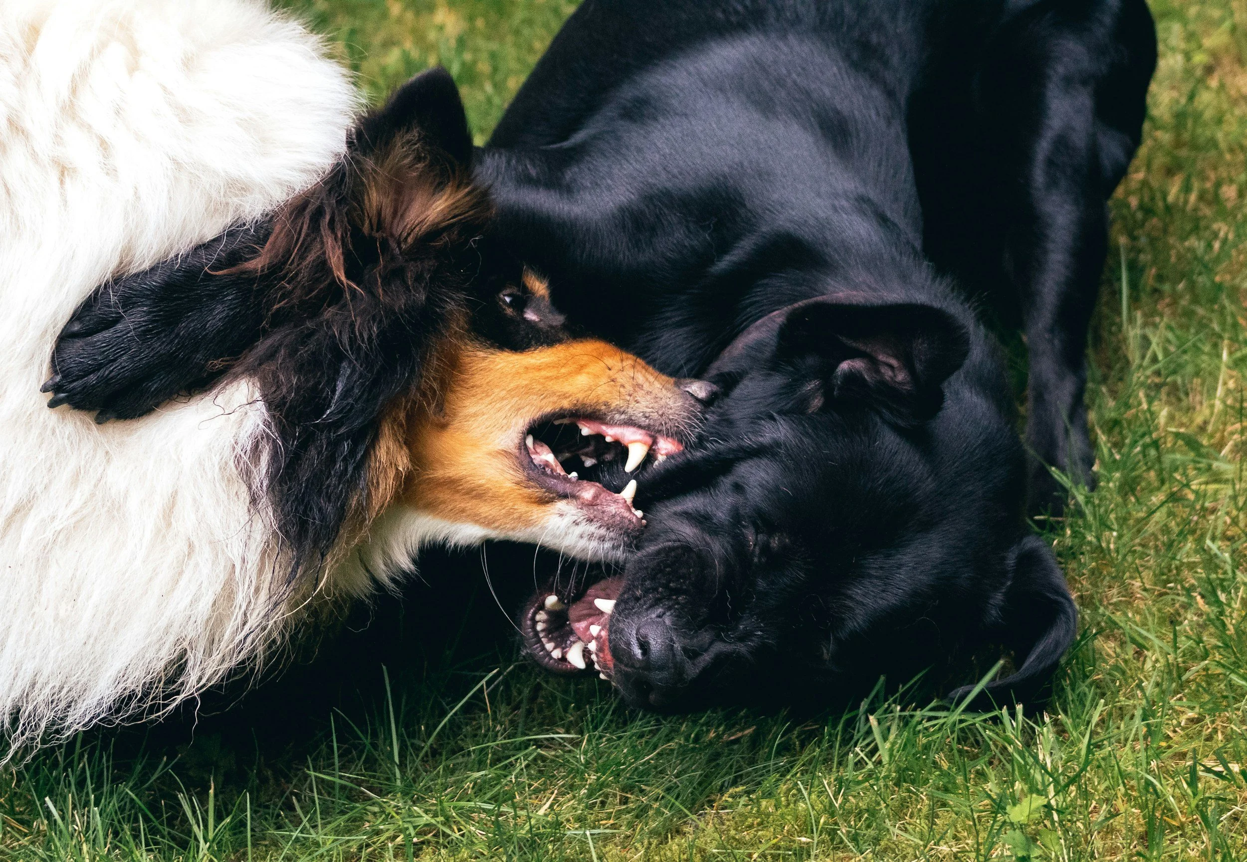 3 Early Warning Signs a Dog Might Bite (And How to Spot Them Before It Happens)