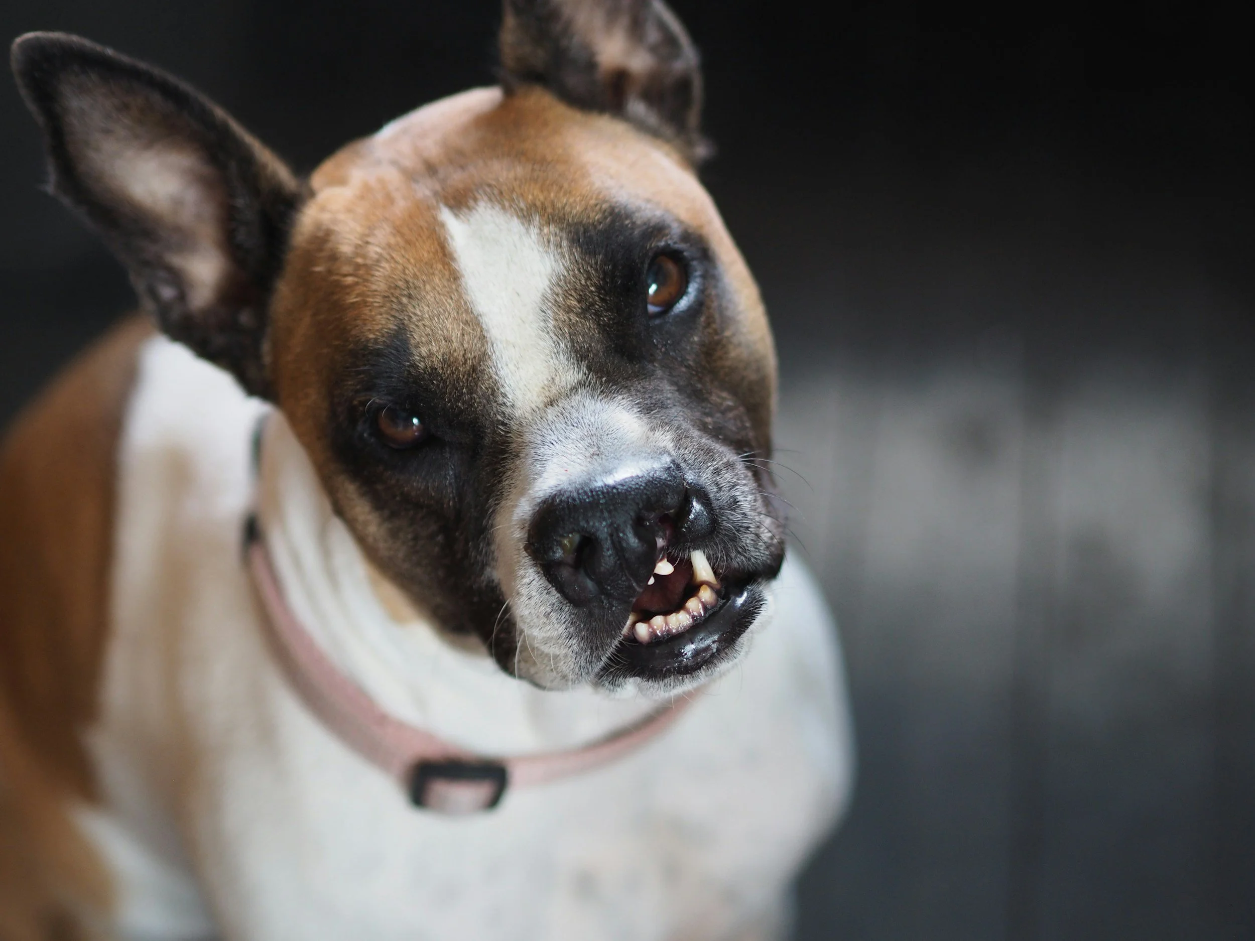The Biggest Mistake People Make With Reactive Pit Bulls (And What to Do Instead)
