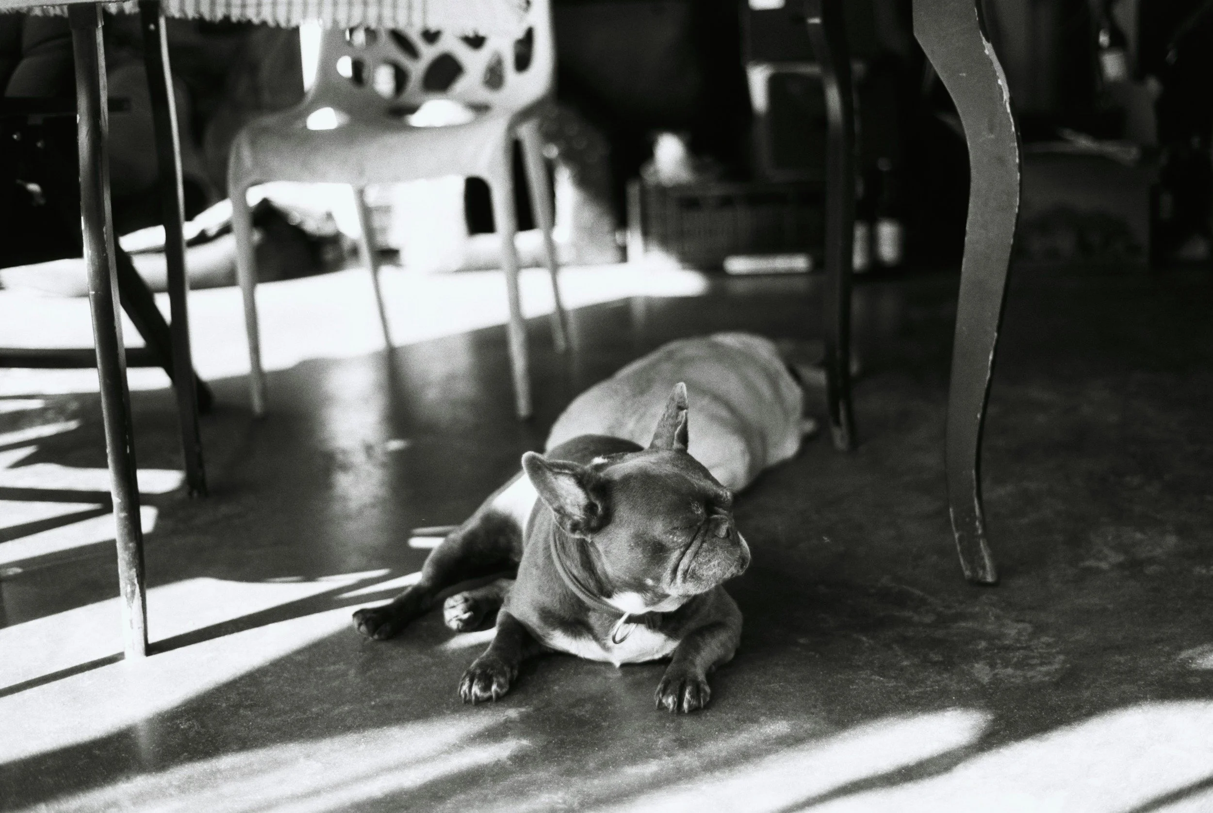 Why Most Dog Behavior Problems Are Actually Human Boundary Problems