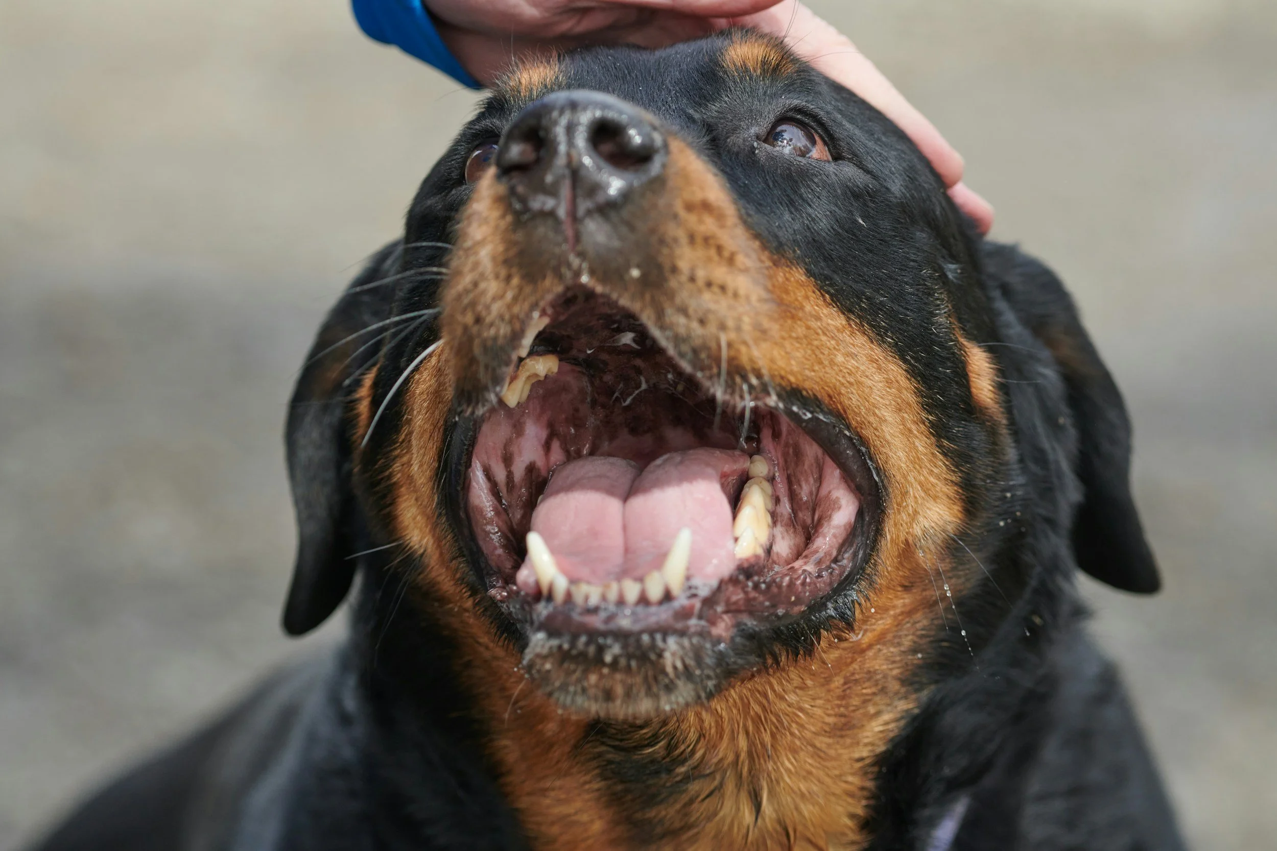 Most “Aggressive” Dogs Aren’t Aggressive: What’s Really Driving Your Dog’s Behavior