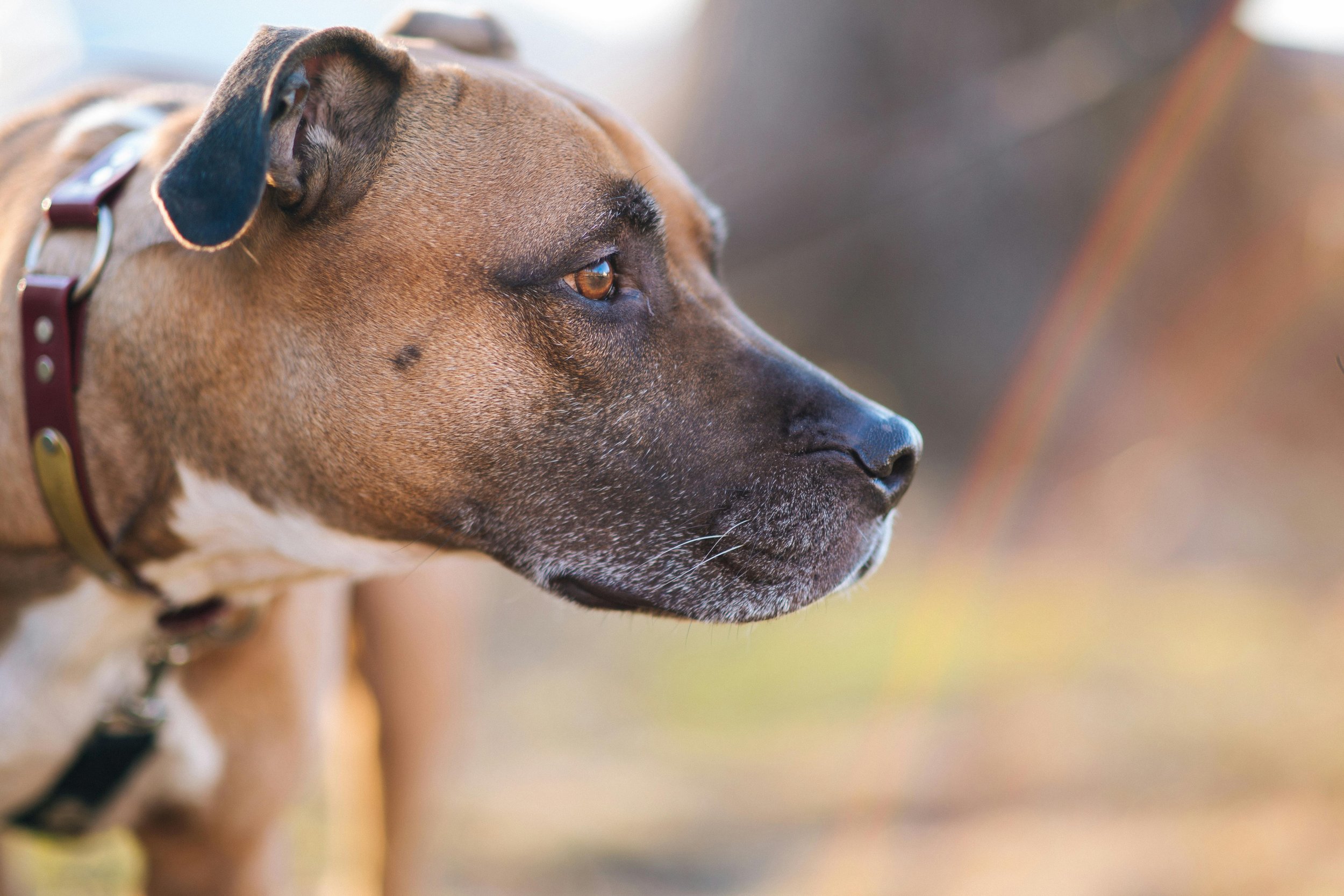 Why Similar Dog Complaints Produce Different Outcomes Across the Same Portfolio