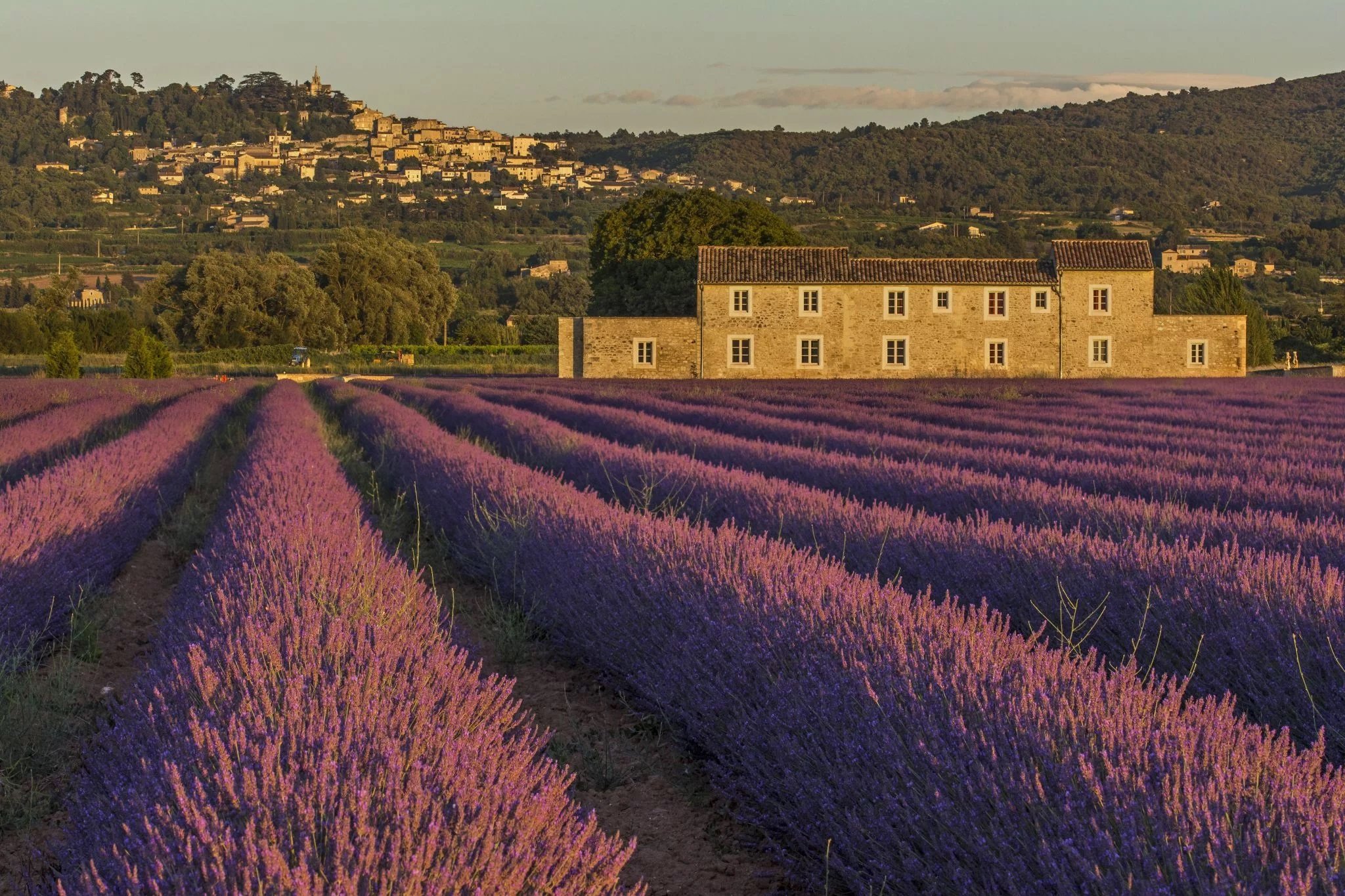 the-lavender-fields-of-bonnieux-france.jpg