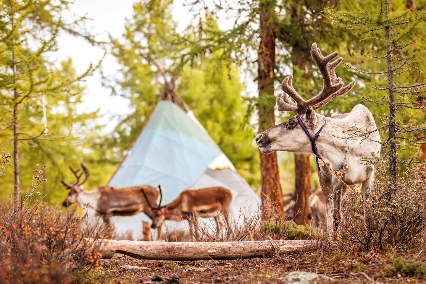 The most magical place on earth 🏔️&hellip;&hellip; adventure awaits to all who seek 🦌🇲🇳