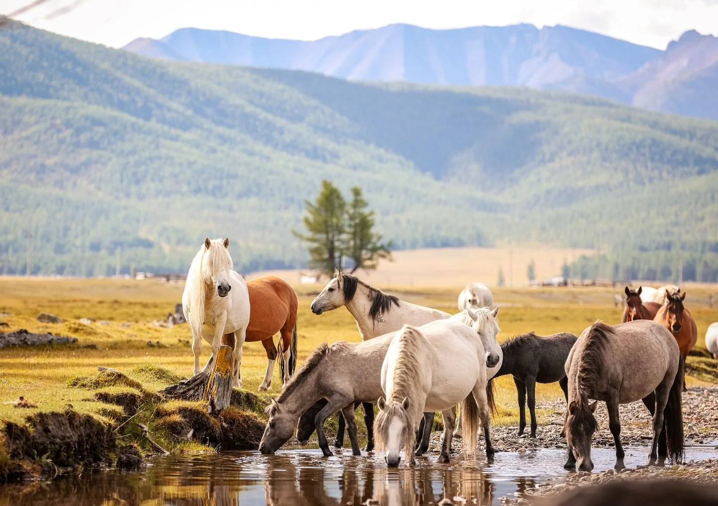 The most magical lands of all of Mongolia 🇲🇳🏔️🦌 adventure awaits &hellip;.