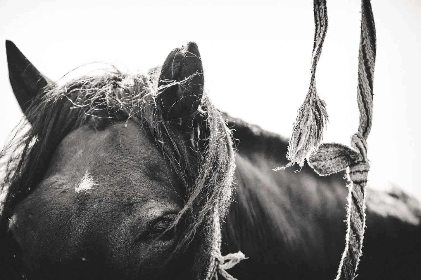 &ldquo;Be still, be quiet, this world&rsquo;s a giant, maybe there&rsquo;s a little bit left to save&rdquo;&hellip;&hellip; perfectly said Zach 🙌🏼, out in the wilds. When I&rsquo;ll return? Who knows 🐎🇲🇳