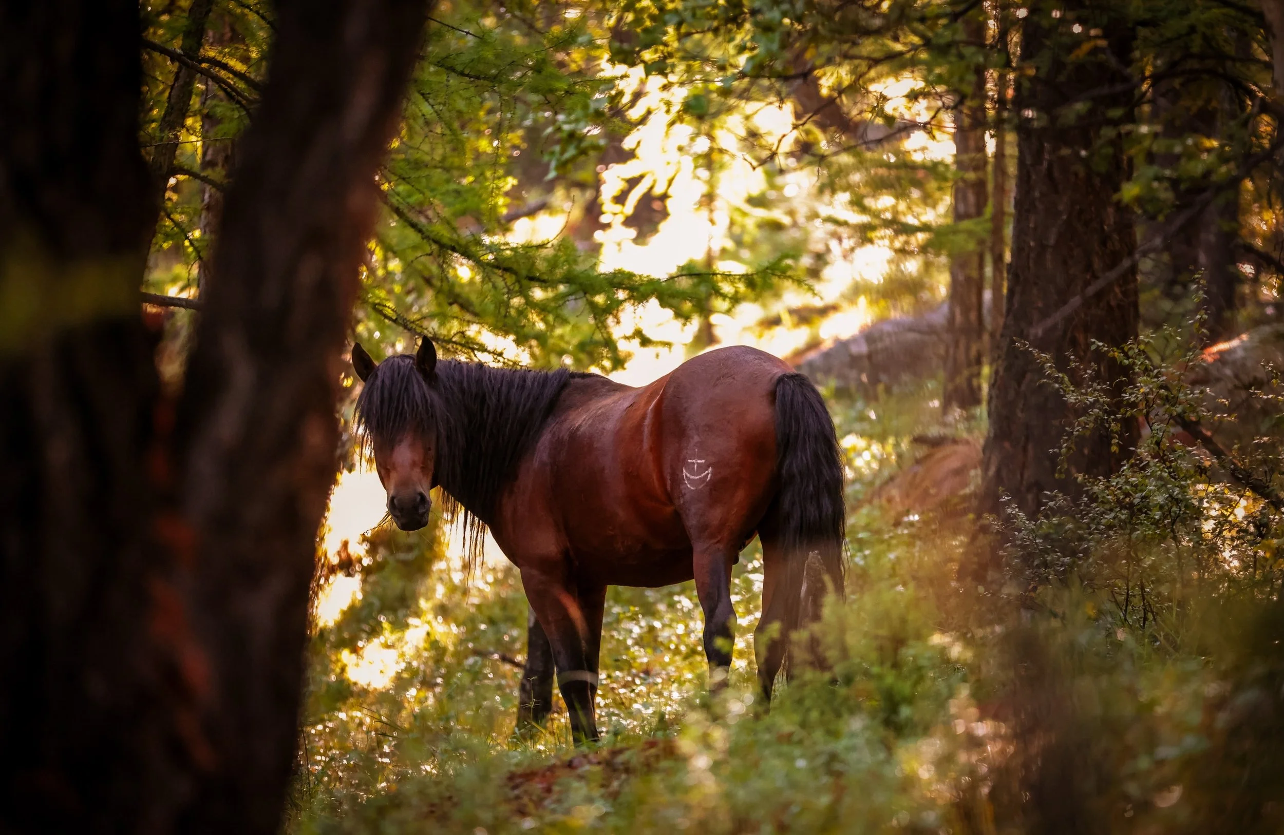 Horses in Mongolia 🇲🇳, it&rsquo;s literally the heart beat of that country, it&rsquo;s my heartbeat too. This stallion came to check me out on my first camp on my solo bike trip, he had his herd not far away. I was not threatening and he decided to