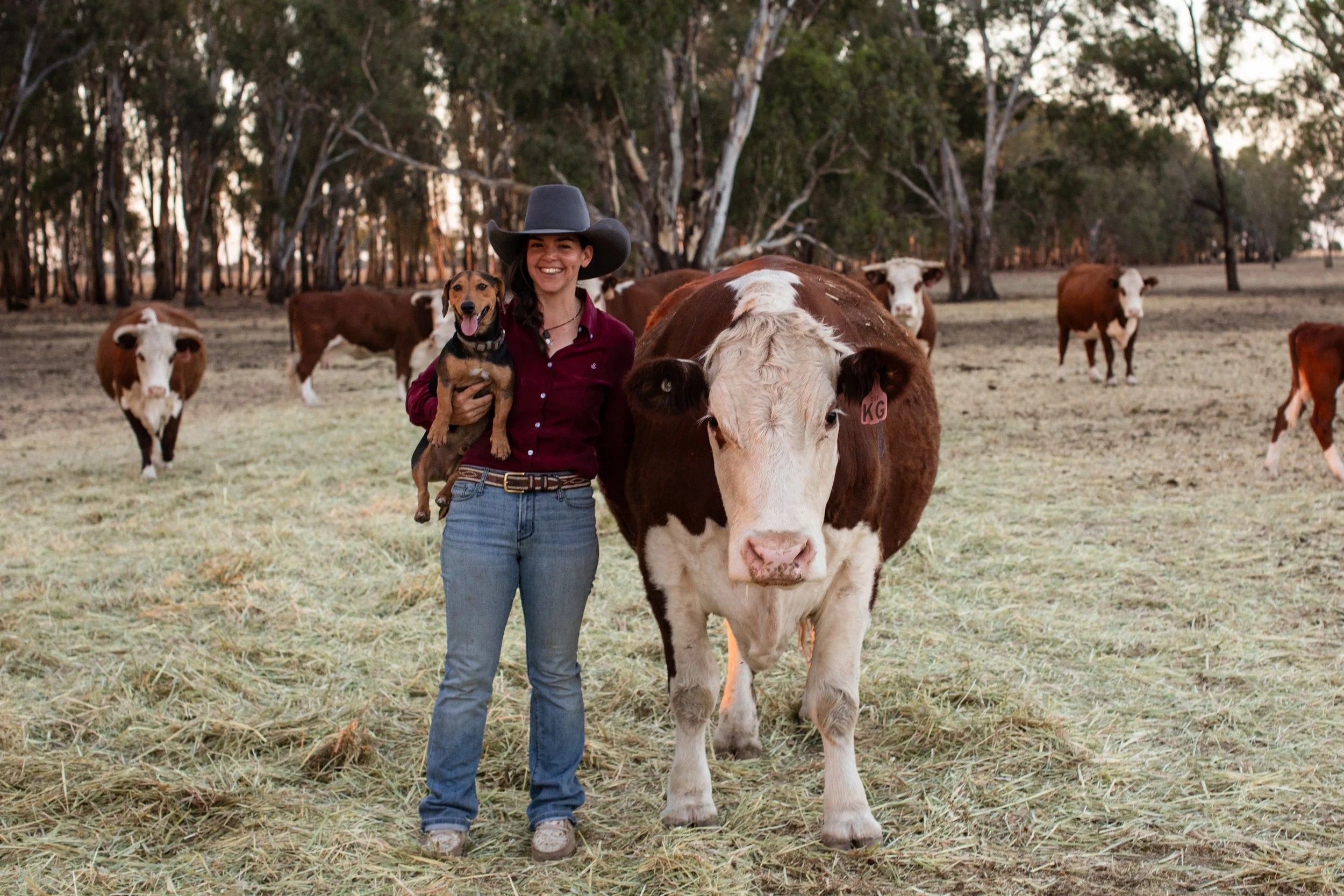 “Chugg”, Mountain cattle flourishing on the flatlands. 
