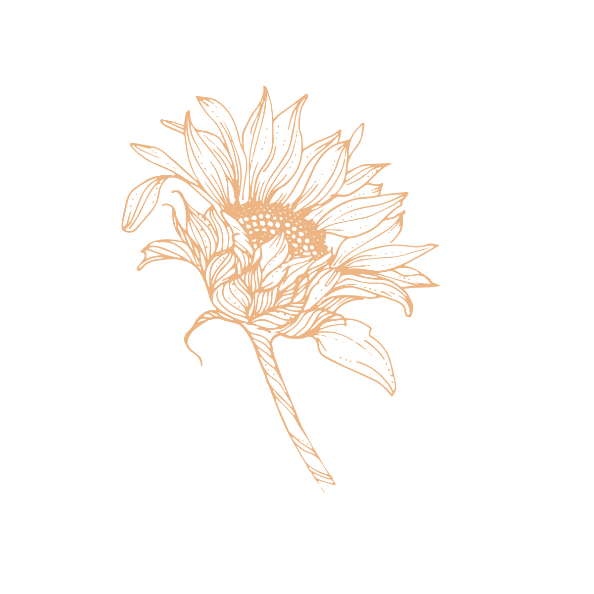 Highmore Sunflower Butter