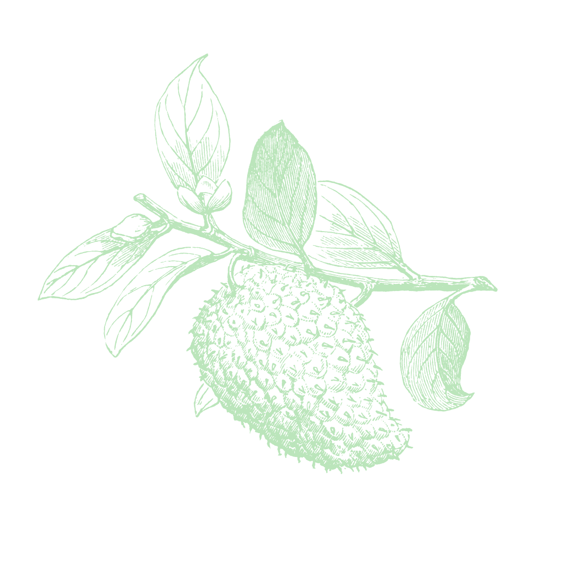 Ucayali Soursop