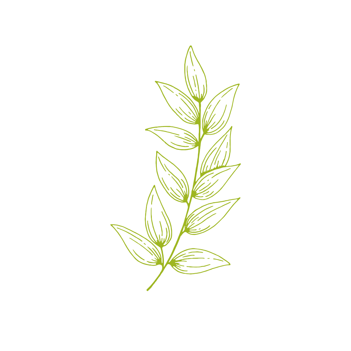 Shizuoka Matcha