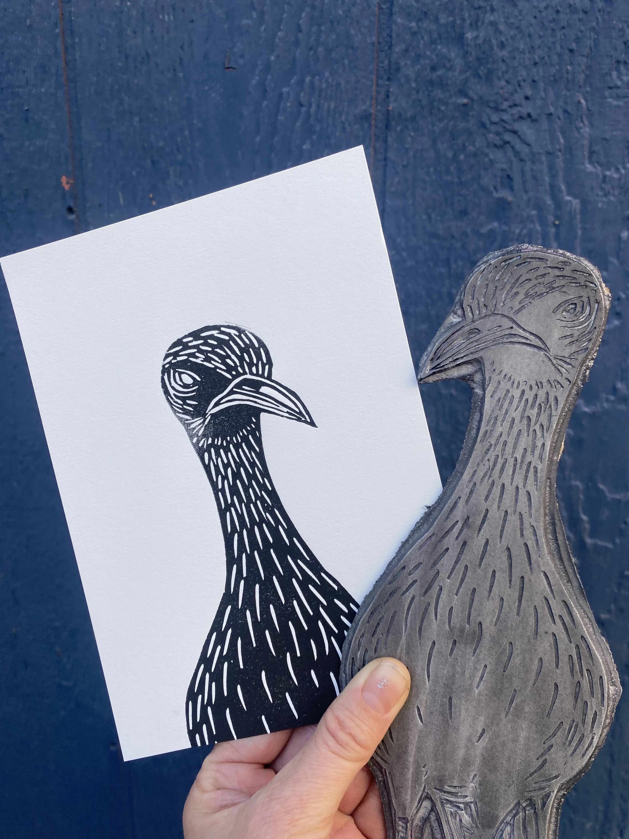 Cape Thick Knee Head.jpg