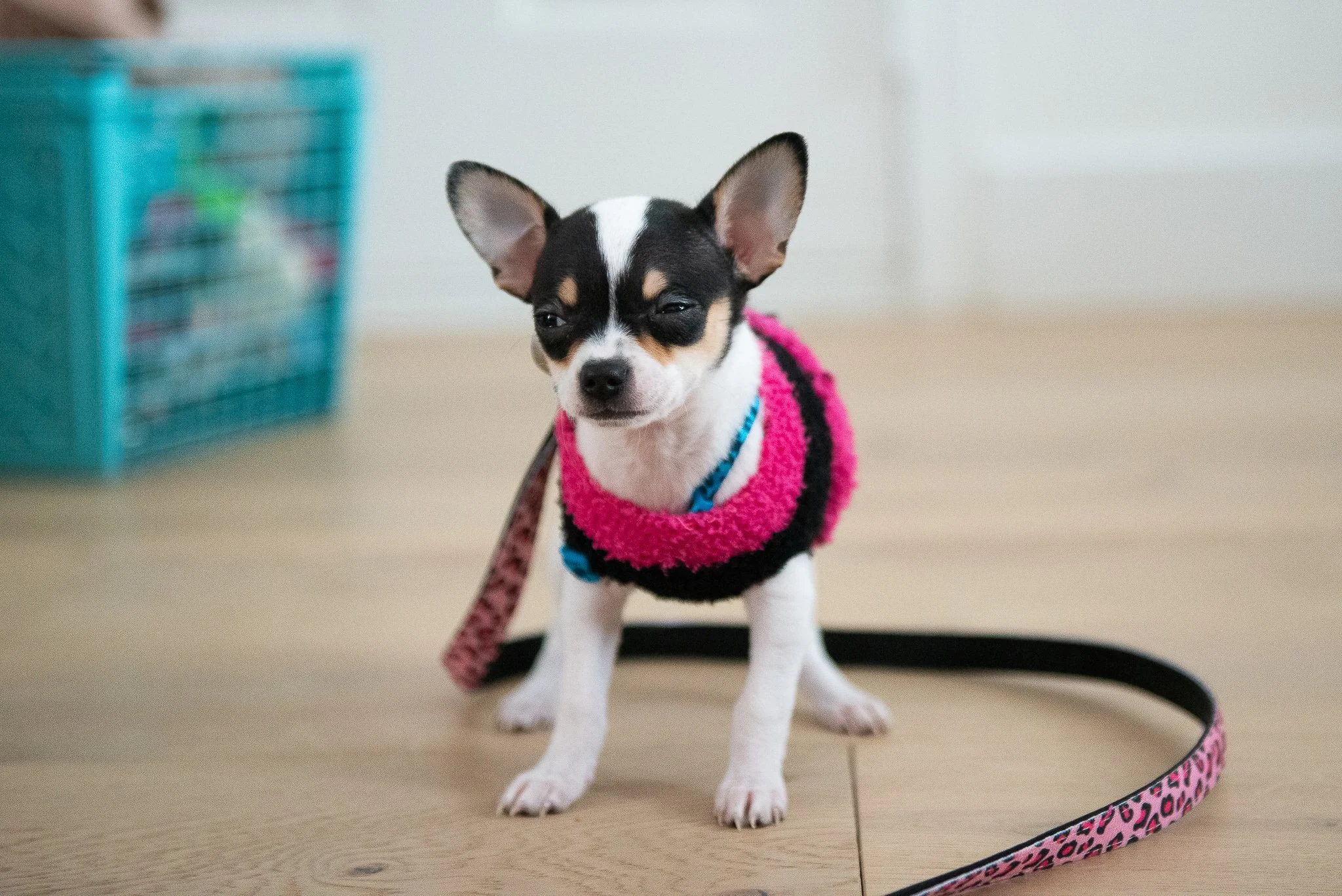 DOG_PORTRAITS_5.jpg