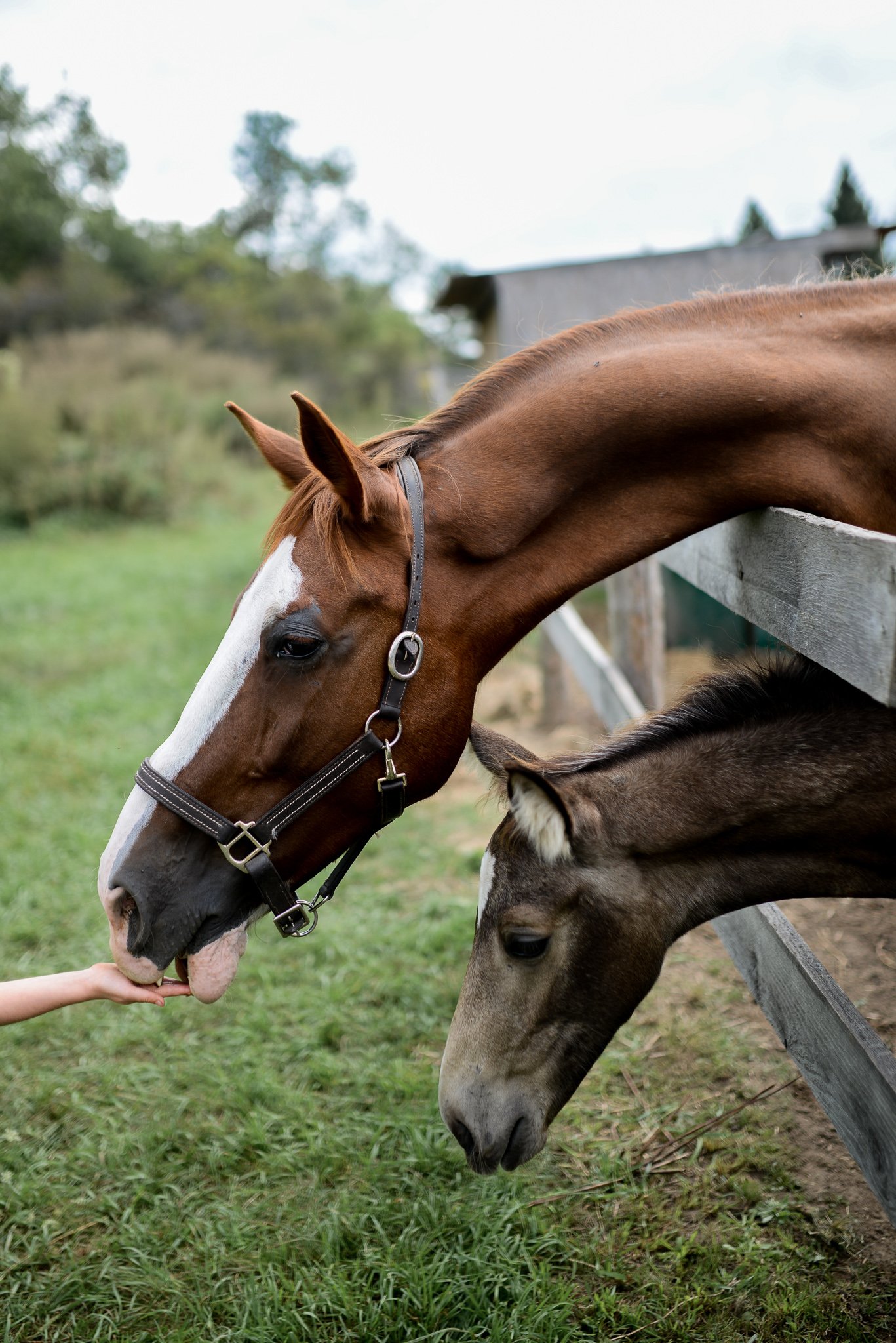 redwood stables_34-2.jpg