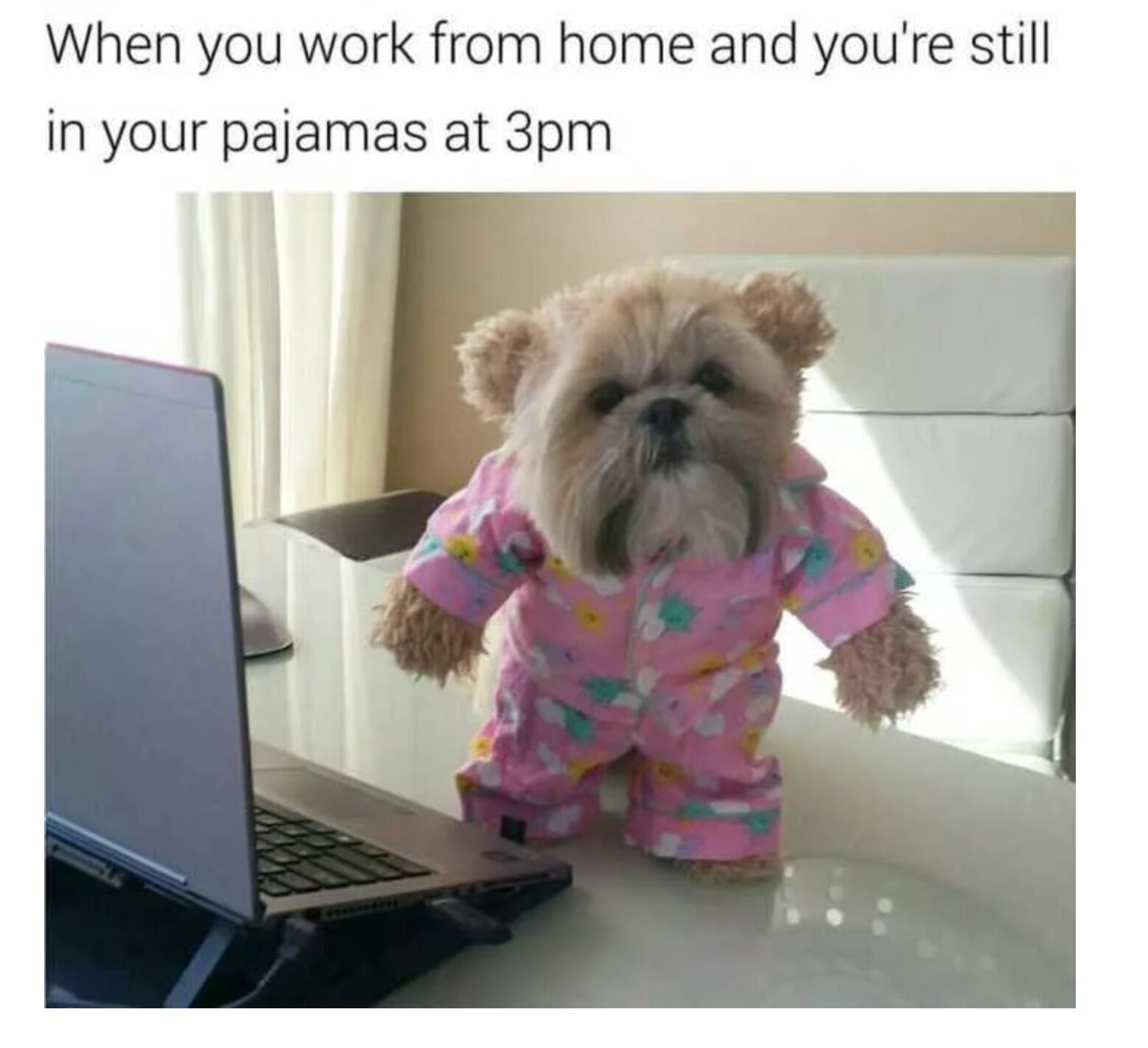 16 working from home memes that will make you smile — Loumee