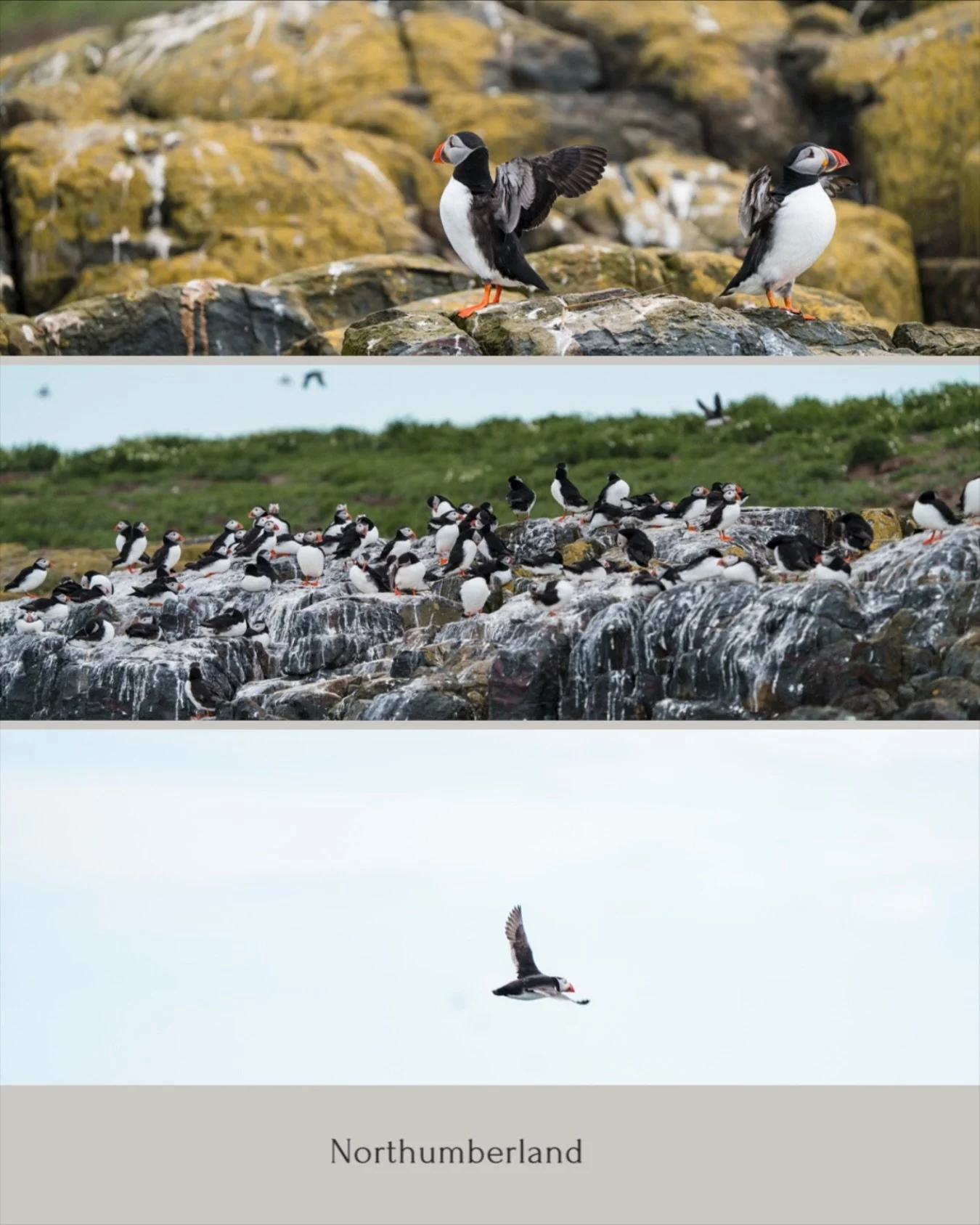 Puffins in northumberland
. 
.
.
#northumberland #puffins #wildlife #northuberlandcoastline