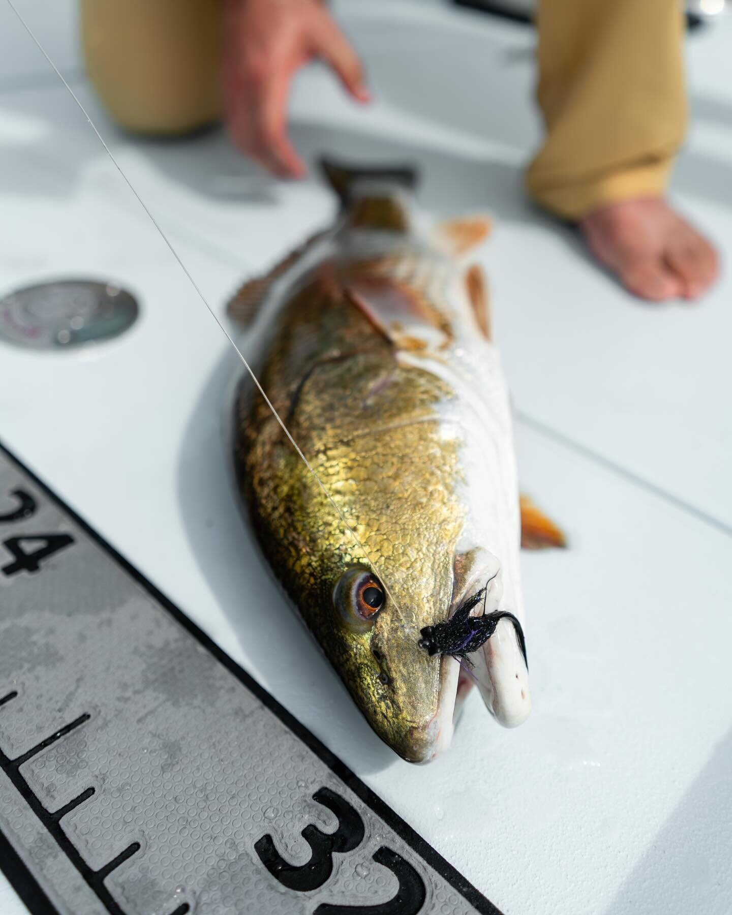 Once again, progress for a globally-renowned fishery is facing challenges. Despite extensive community engagement, heated meetings, and behind-the-scenes maneuvering, it seemed that the latest Louisiana redfish Notice of Intent (NOI) was on the verge