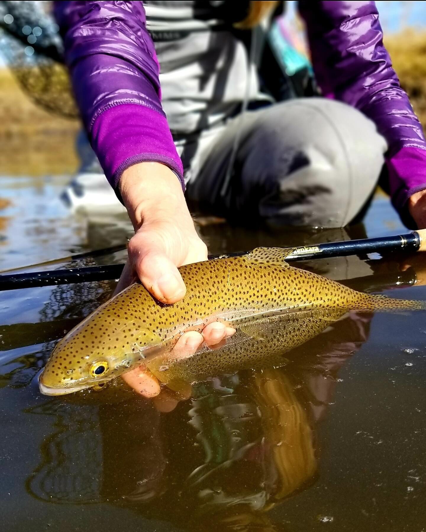 Zen Tenkara/Zen Fly Fishing Gear is a 100% women-owned company that designs, manufactures, and sells a broad range of tenkara fly fishing rods, propriety lines and accessories. Since its start in 2012, Zen is known for being innovative, cutting edge 