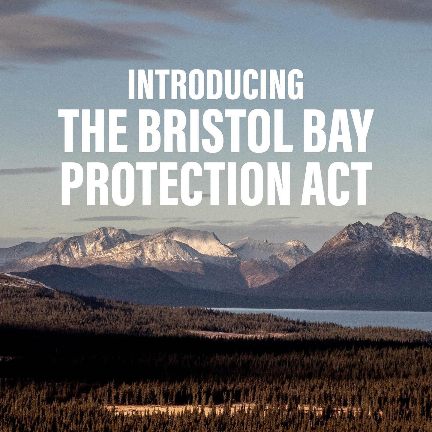 Fat brown bears. Gigantic rainbow trout. Endless scenery. There is no place like Bristol Bay. Recently, @Rep_Peltola introduced the Bristol Bay Protection Act through Congress to help ensure this region may continue unharmed forever. Link in bio to l