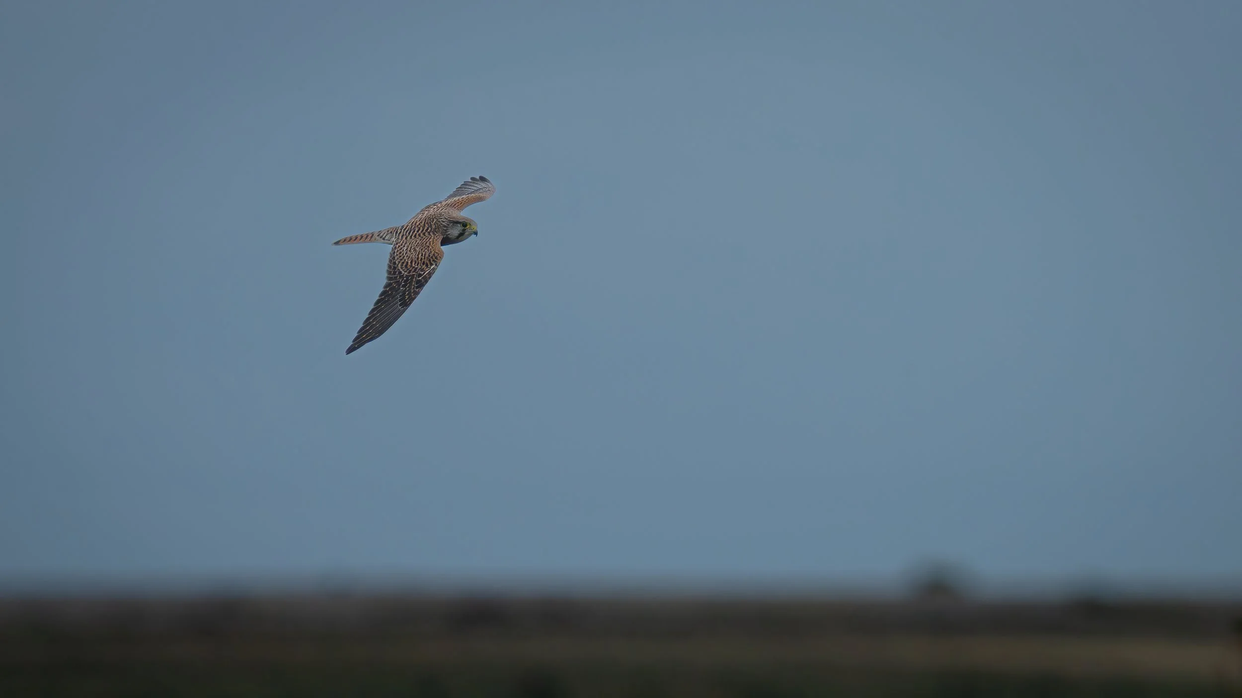 20250830 Cley and Salthouse Marshes Common Kestrel - Falco tinnunculus 4.JPG