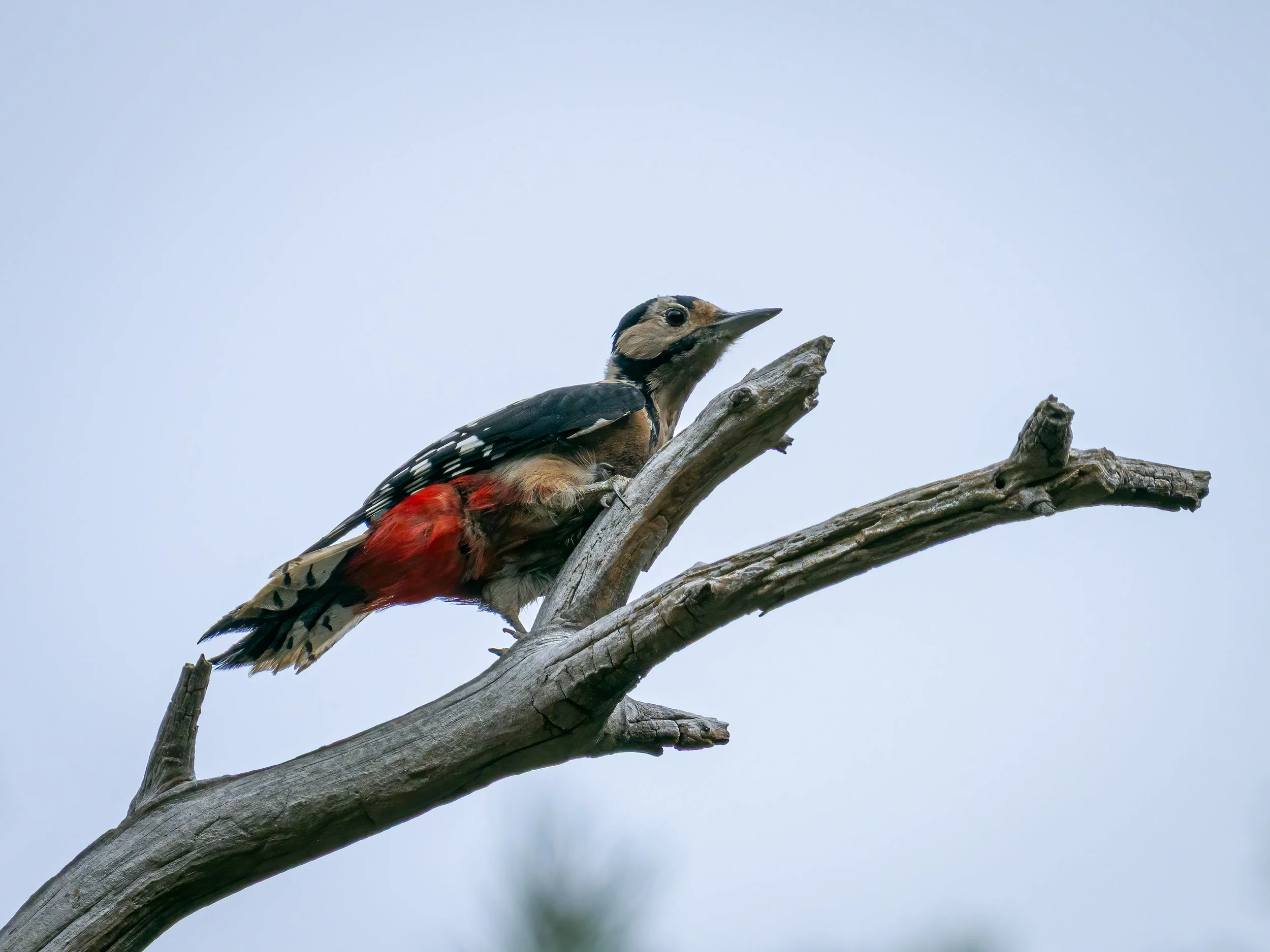 20250907 Sandy The Lodge Great Spotted Woodpecker - Dendrocopos major 9.JPG